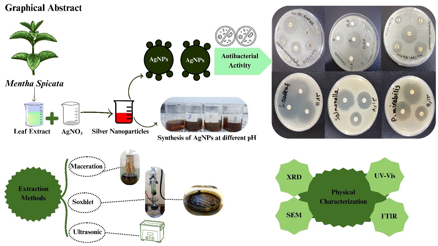 Green Sustainable Synthesis of Silver Nanoparticles from Extracts of Garden Spearmint Mentha spicata for Antibiotic and Antioxidant Activities