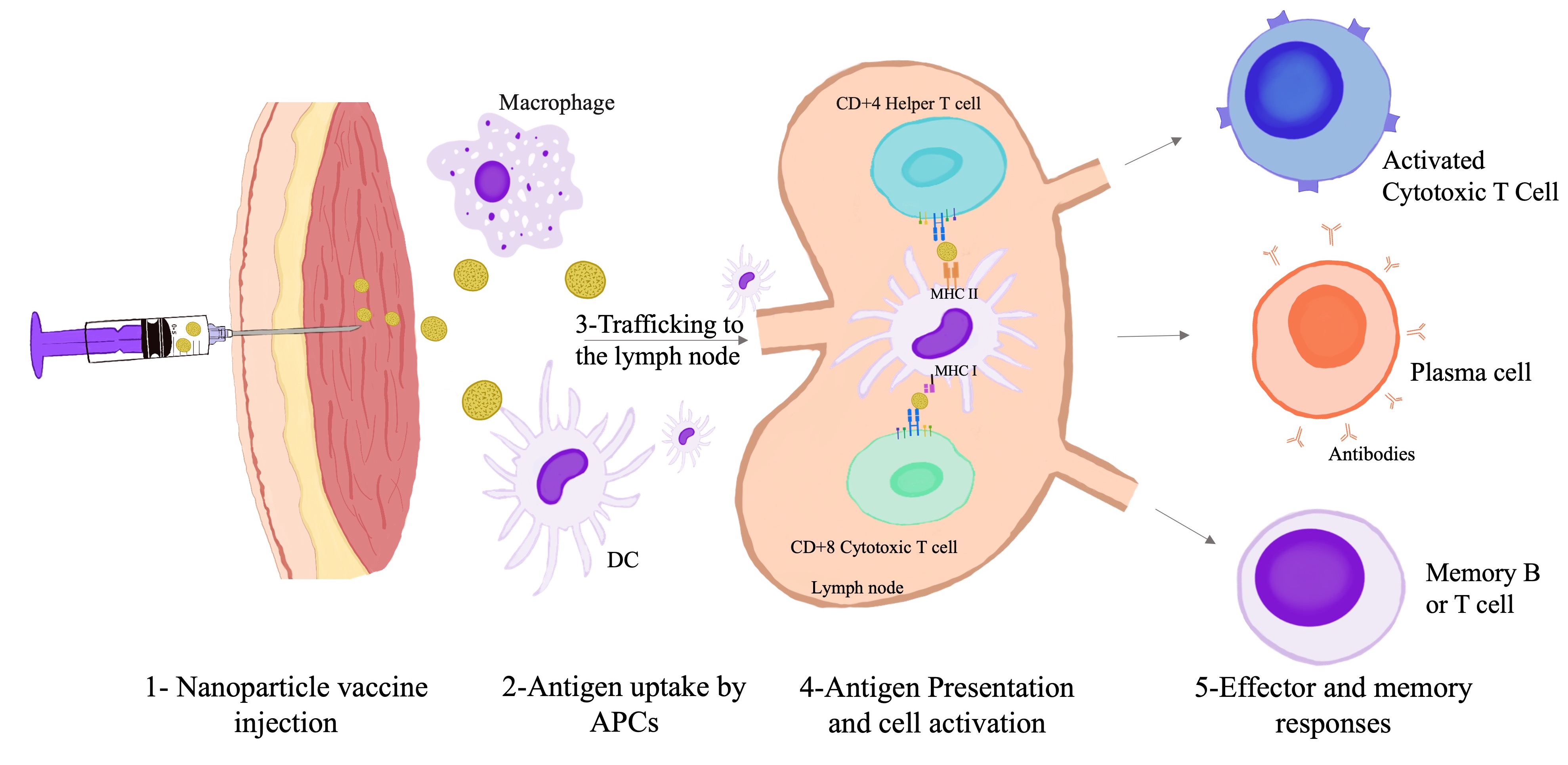 Graphical Abstract