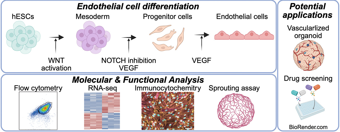 High-Purity Production of Endothelial Cells from Human Pluripotent Stem Cells