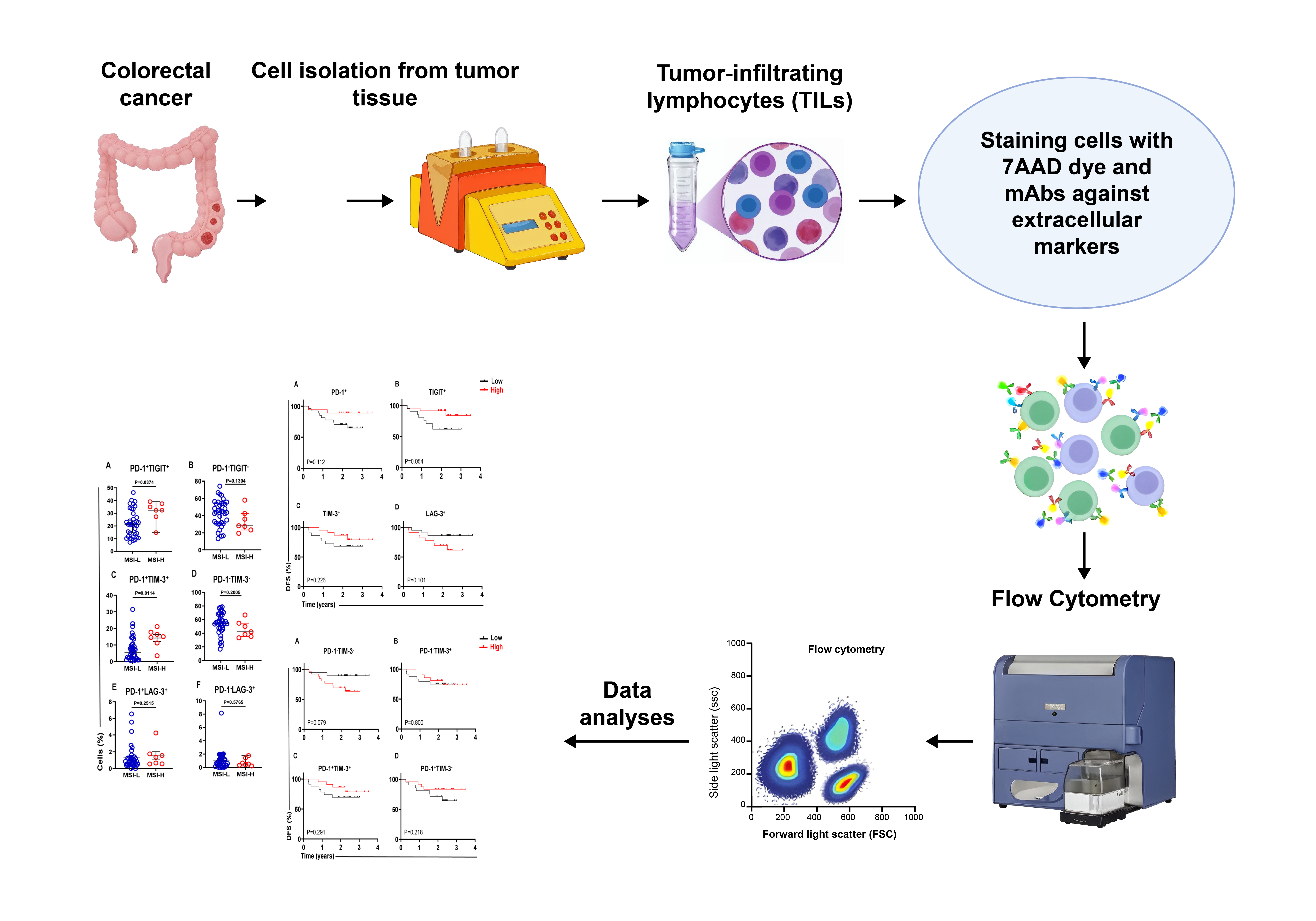 Association of Expression of Immune Checkpoints in Tumor-Infiltrating CD4+ T Lymphocytes with Disease-Free Survival in Colorectal Cancer Patients