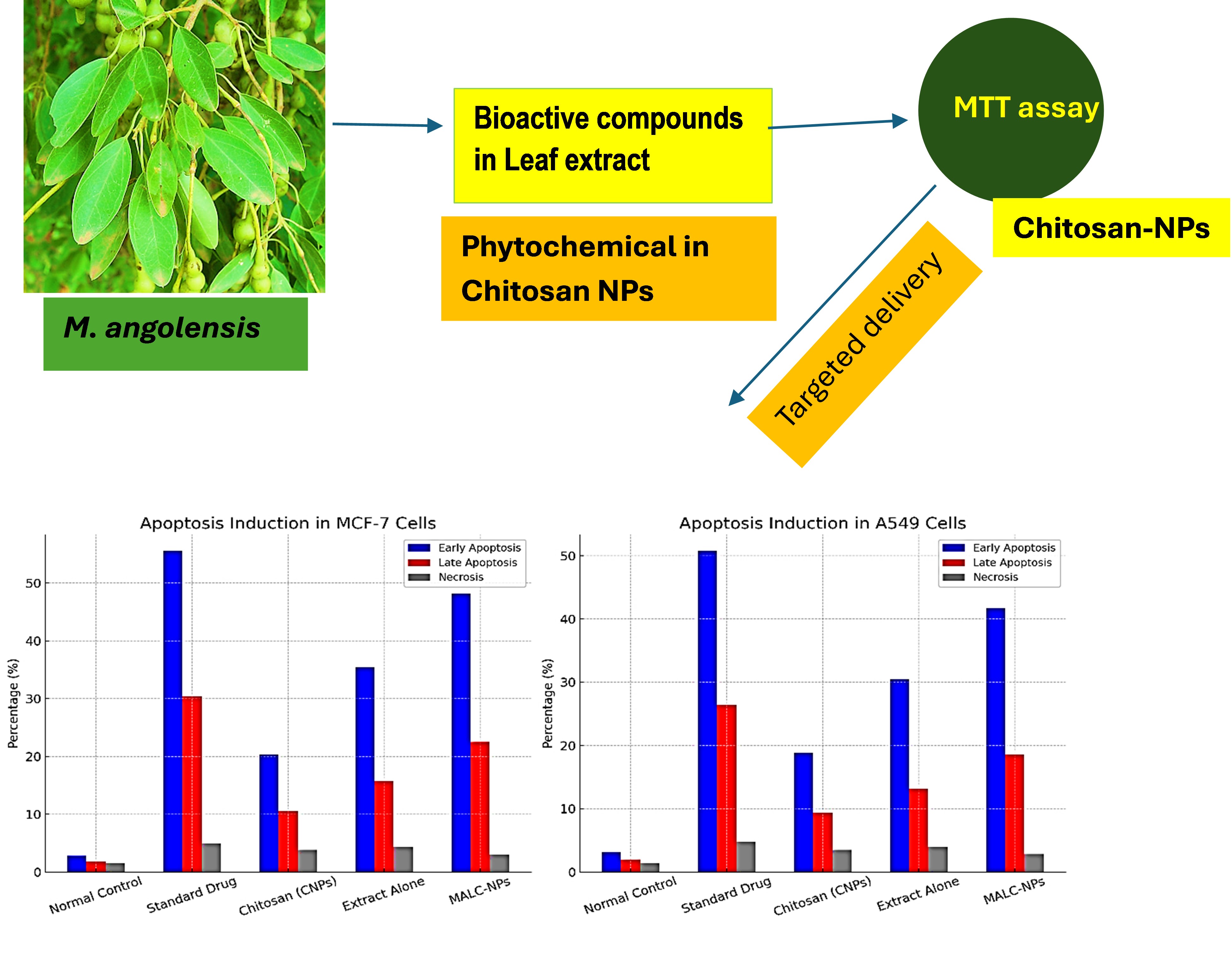 Evaluation of Anti-Inflammatory and Anticancer Activities of Maerua angolensis DC. Leaf Extract-Loaded Chitosan Nanoparticles