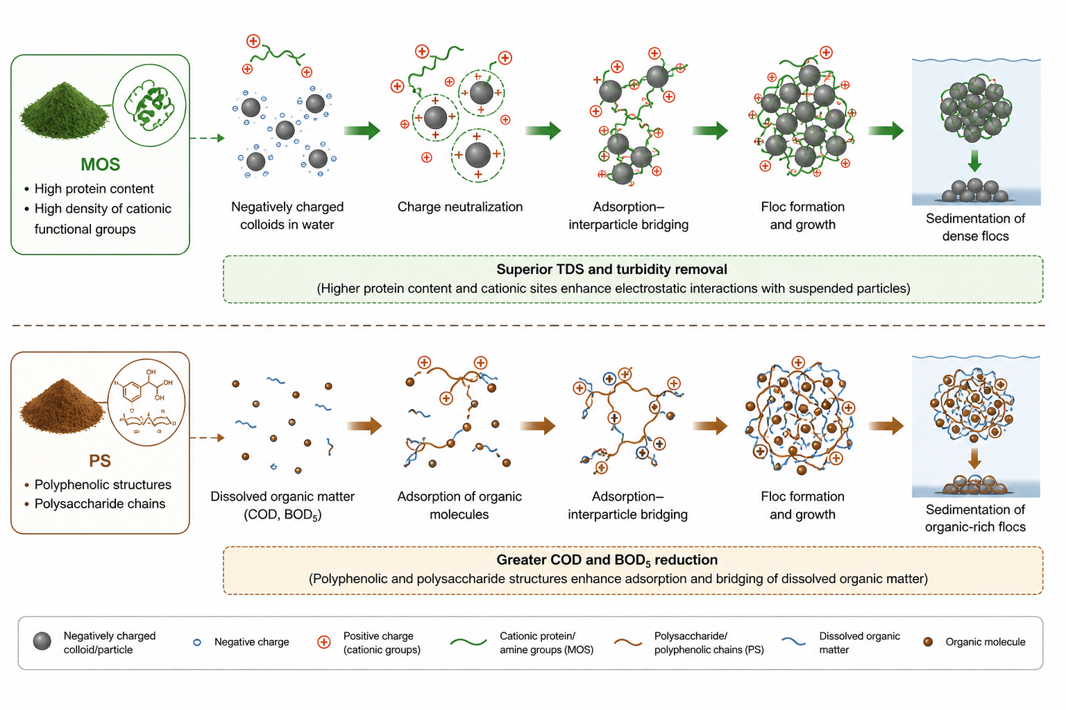 Comparative Evaluation of Avocado Pear and Moringa oleifera Seeds as Sustainable Bio-Coagulants for Brewery Wastewater Treatment