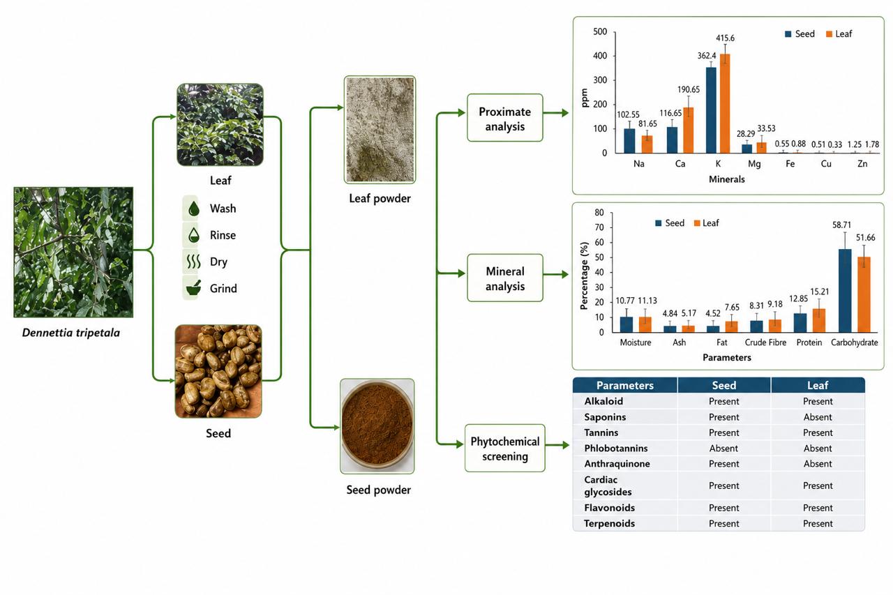 Comparative Evaluation of Nutritional and Phytochemical Profiling of Seeds and Leaves of Dennettia tripetala for Pharmacological Applications