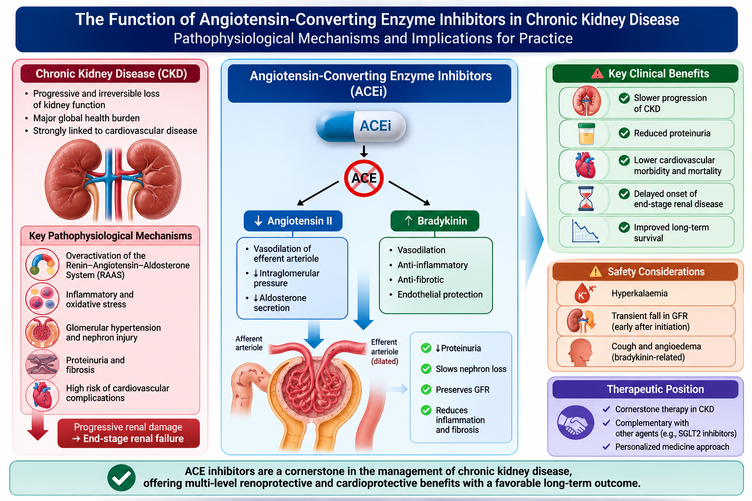 The Function of Angiotensin-Converting Enzyme Inhibitors in Chronic Kidney Disease: Pathophysiological Mechanisms and Implications for Practice