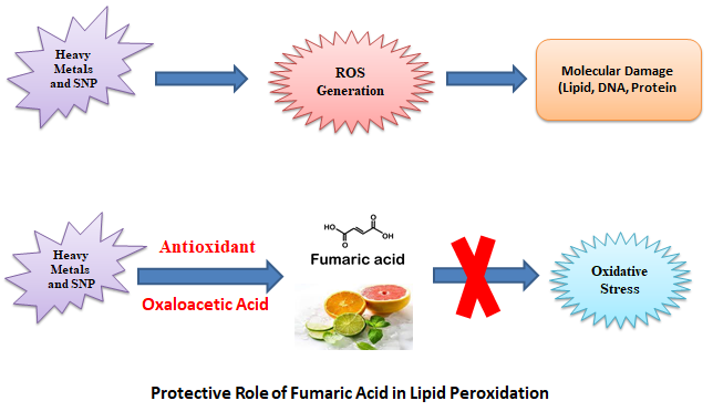 Arsenic, Mercury, Lead and Iron Induced Lipid Peroxidation in Phospholipids Liposomes and Protective Effect of Fumaric Acid