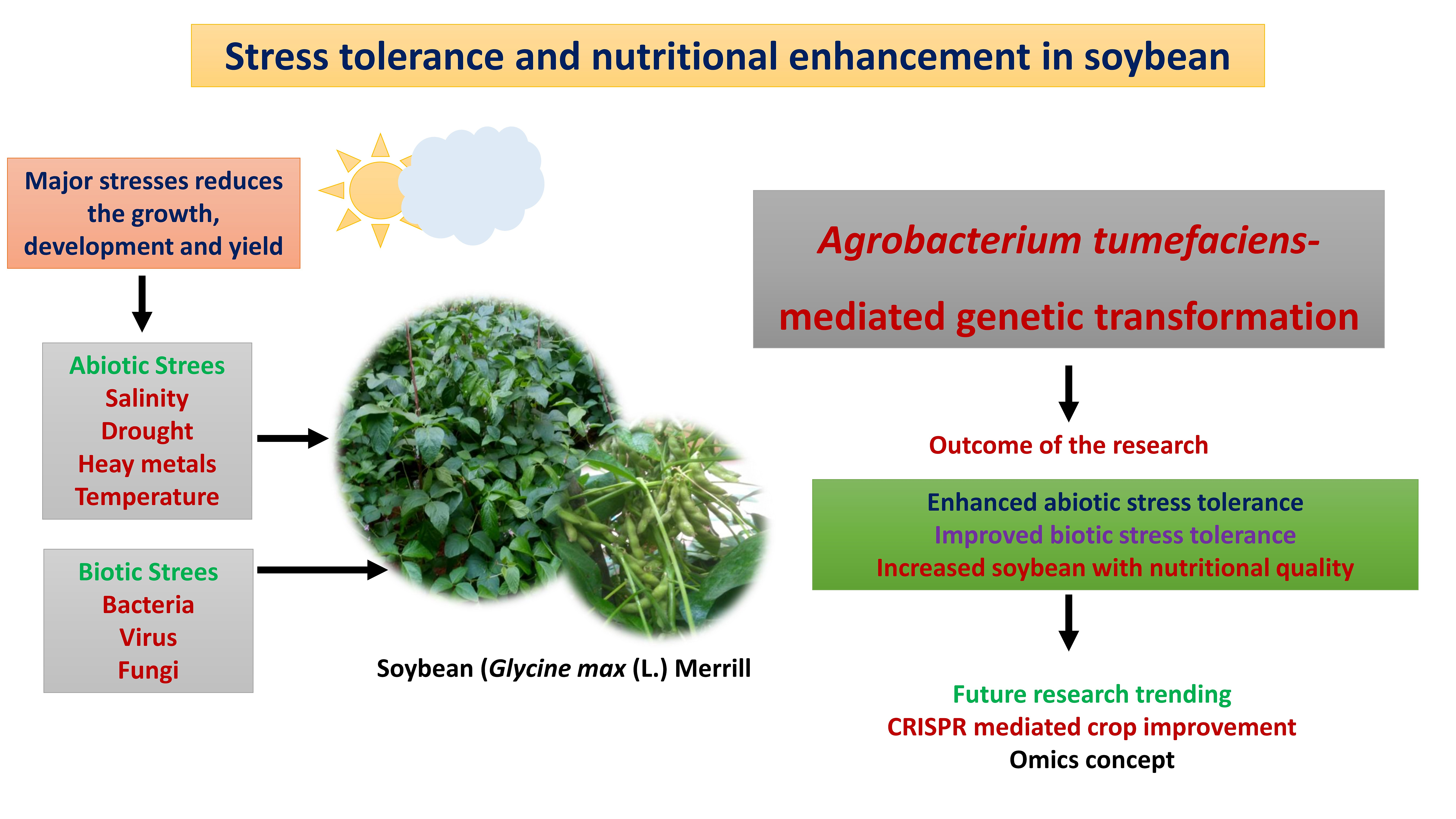 Graphical Abstract