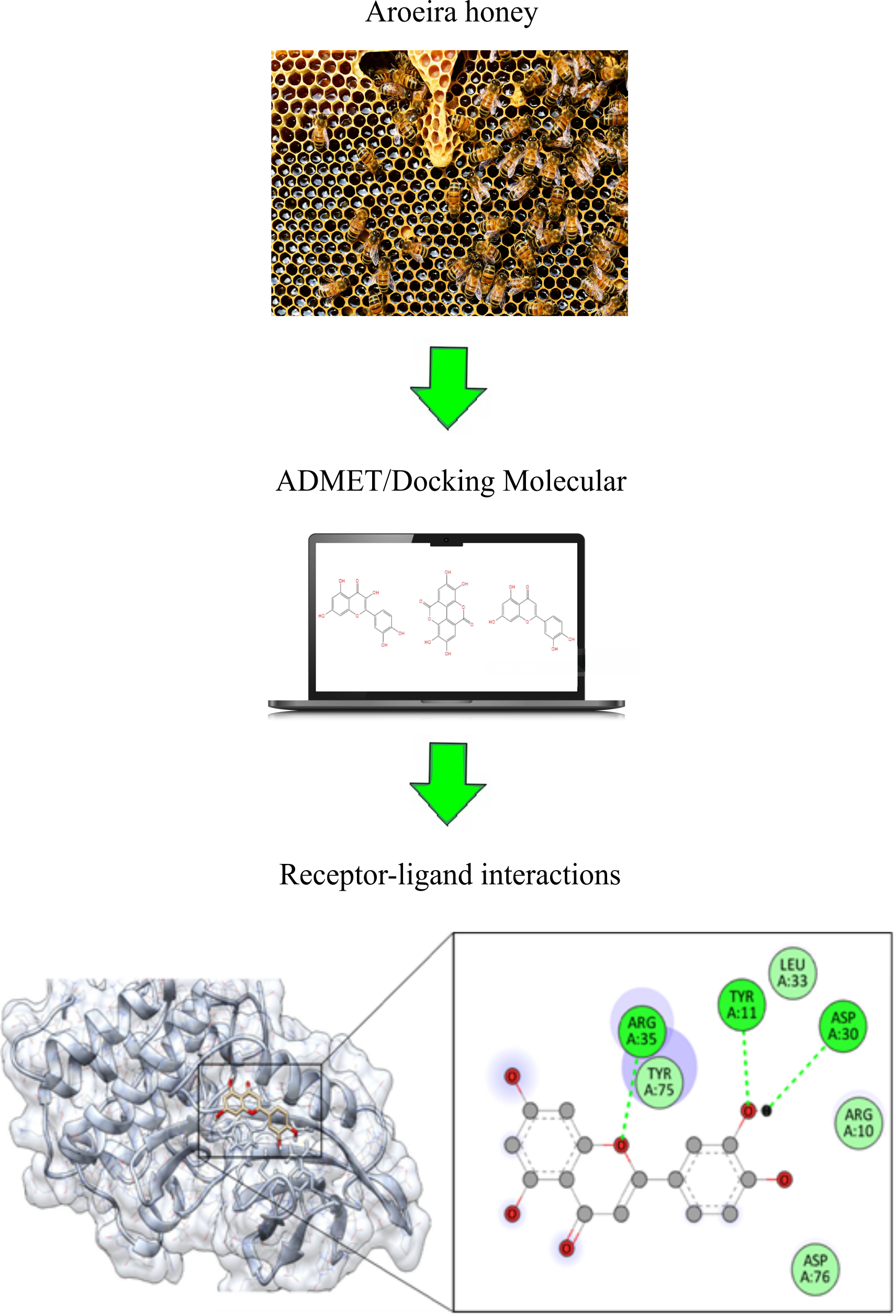 In Silico Investigation of the Constituents of Aroeira Honey (Astronium urundeuva) and the Binding Affinity with Important Proteins of M. leprae and M. tuberculosis