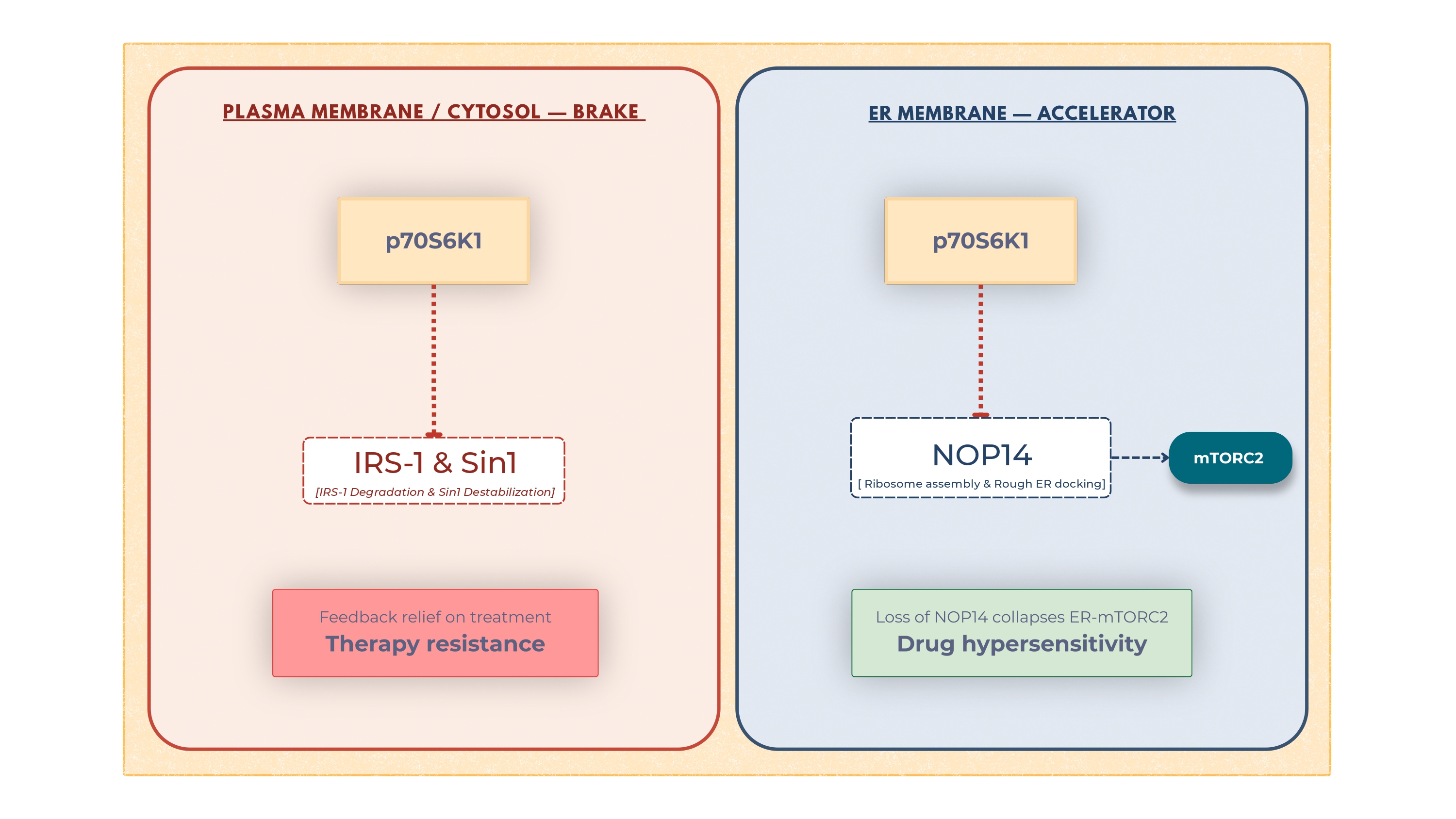 Graphical Abstract