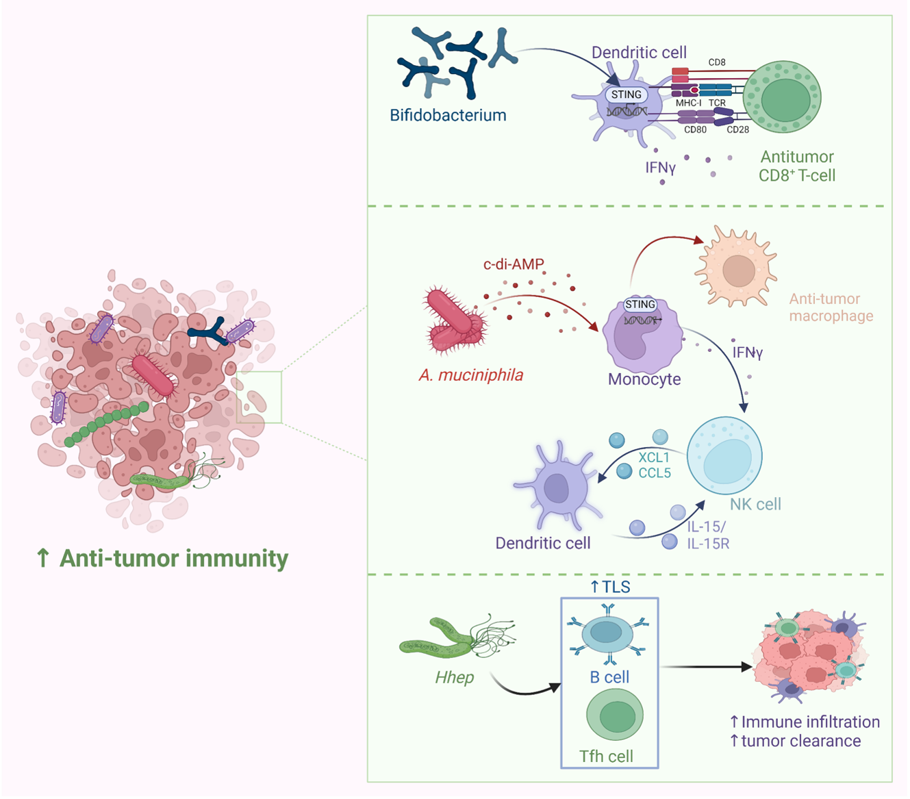 The Intratumor Microbiome: An Untapped Avenue for Translational Applications in Cancer Immunotherapeutics