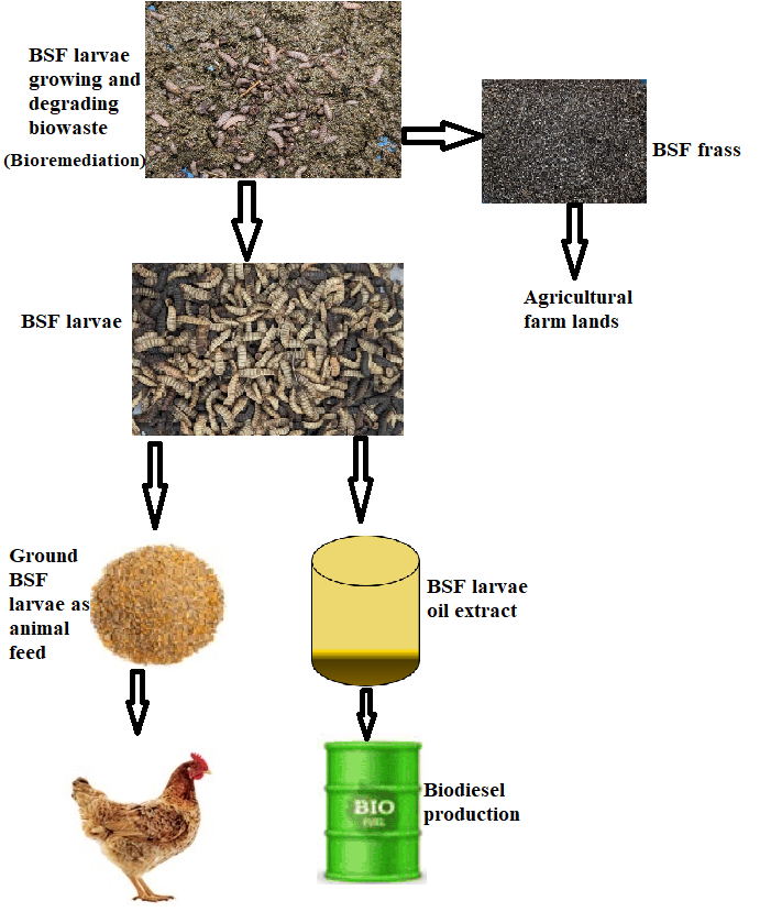 Black Soldier Fly Larva: A Resource Insect Larva Worth Promoting in Achieving Sustainable Development Goals—A Systematic Review