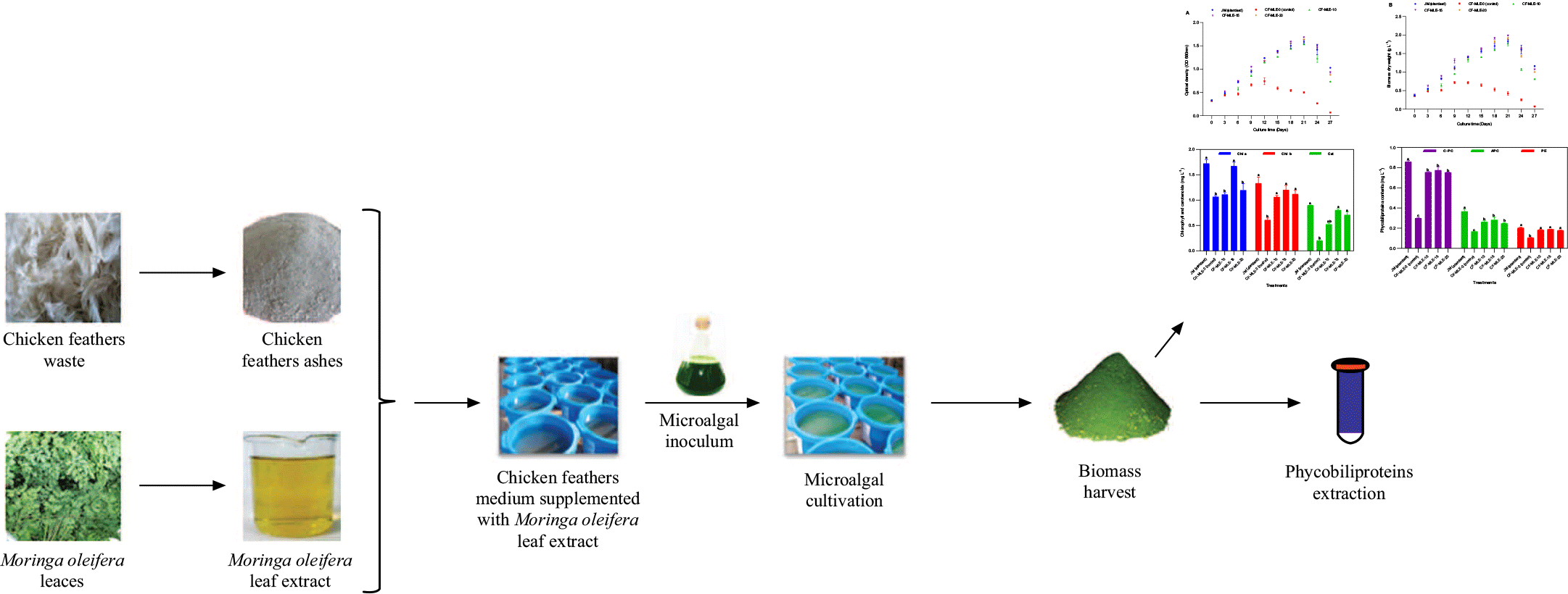 Enhanced Biomass and Photosynthetic Pigment Productivity of Spirulina platensis Using a Sustainable Medium from Chicken Feather and Moringa oleifera Leaf Extract