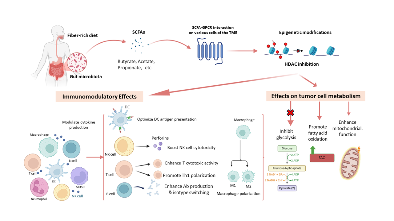 Fatty Allies: How Short-Chain Fatty Acids Turn the Tumor Microenvironment Against Cancer