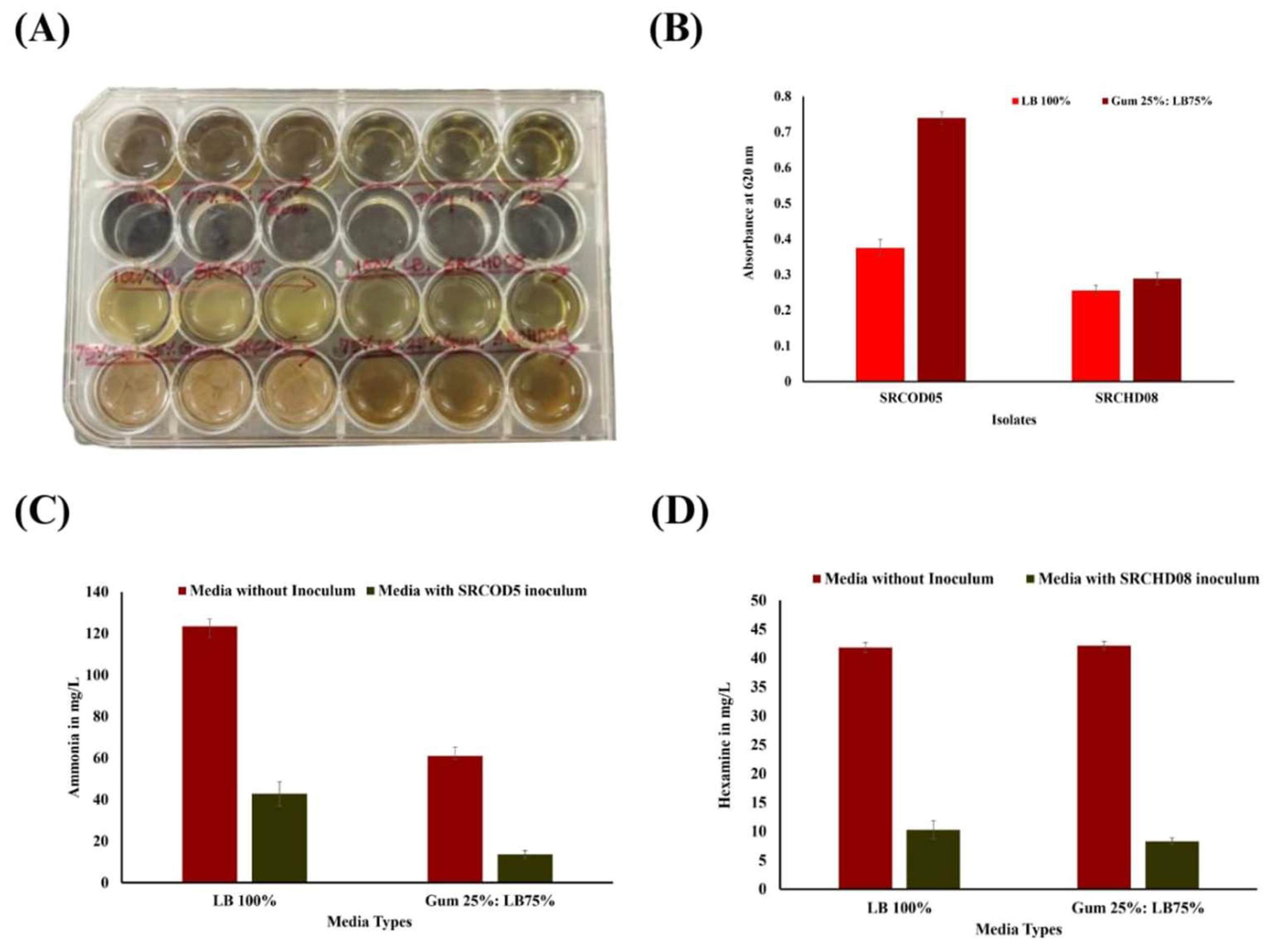 Figure 5: (A) Biofilm formation ability in a 24-well tissue culture plate; (B) Biofilm quantification using Martin’s method, in which the absorbance of isolate MCC0008 at 620 nm in 100% LB and Gum 25%: LB75% were 0.551 and 0.802, respectively, for isolate SRCOD5 was 0.37 and 0.74, respectively. For isolated SRCHD08, it was 0.25 and 0.29, respectively. (C) SRCOD5 showed 65.42% ammonia removal in 100% LB (initial and final concentration was 123.5 and 42.77 mg/L) and 77.7% ammonia removal in Gum 25%: LB 75% (initial and final concentrations were 61.1 and 13.67 mg/L); (D) SRCHD08 showed 75.3% hexamine removal in 100% LB (initial and final concentration was 41.8 and 10.3 mg/L) and 80.28% hexamine removal in Gum 25%: LB 75% (initial and final concentrations were 42.1 and 8.3 mg/L). All estimations were done in biological triplicate with statistical validation of the data.