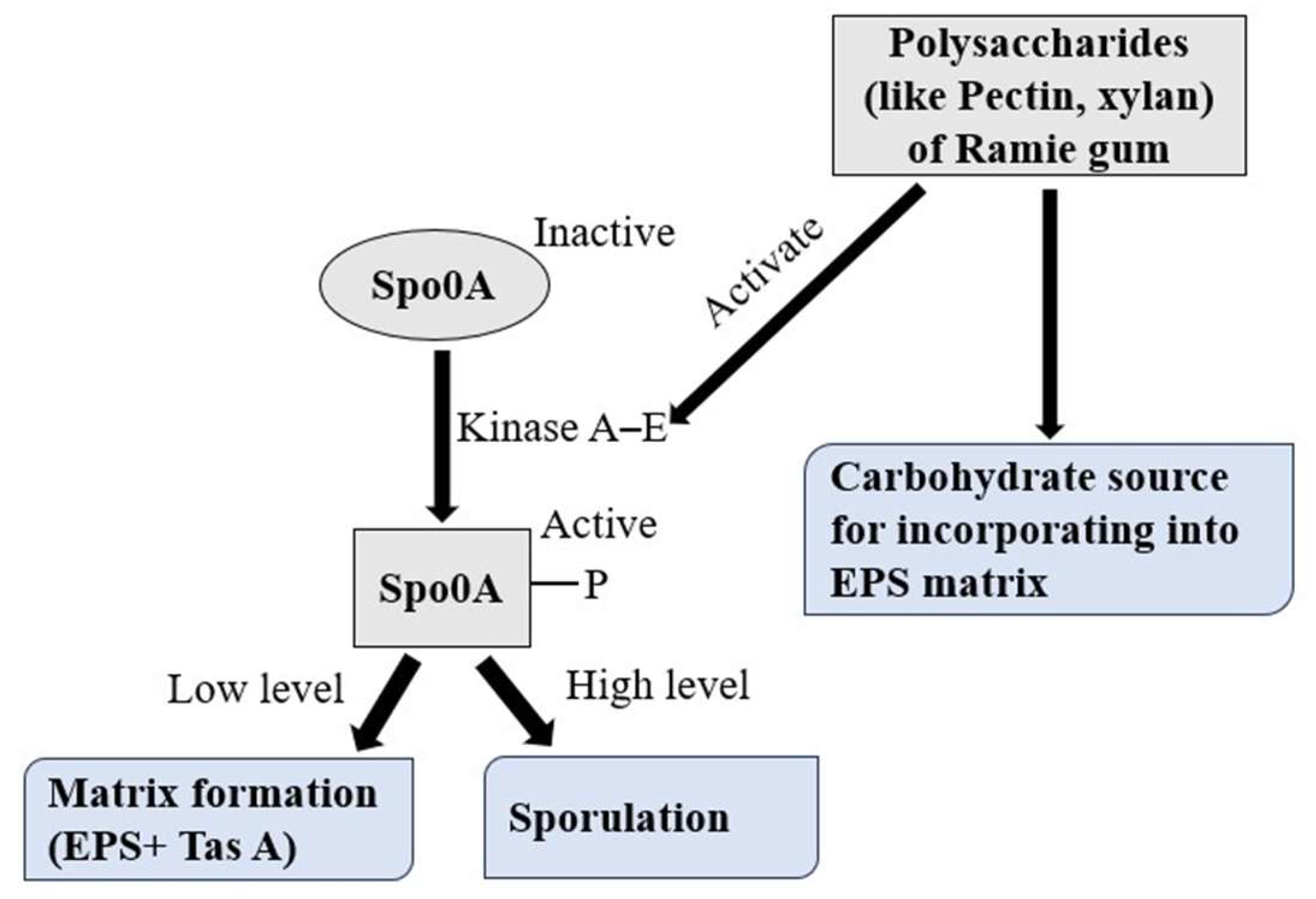 Figure 6: Possible mechanism for biofilm stimulation using 25% Ramie gum and 75% LB. Plant polysaccharides can induce biofilm formation either by acting as an environmental cue to activate kinases, which in turn activate the Spo0A gene for EPS production, or by serving as a carbohydrate source for incorporation into the EPS matrix.