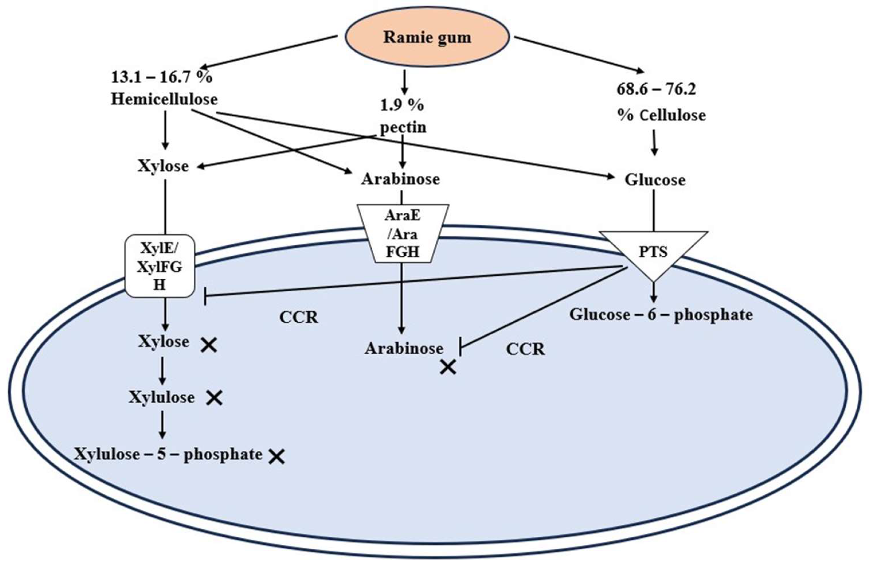 Figure 7: Mechanism of CCR by the phosphotransferase system (PTS) in the presence of glucose and other sugars. When glucose is present, the PTS induces CCR, which inhibits the transportation of xylose and arabinose. CCR (carbon catabolite repression); XylE (xylose-proton symporter); XylFGH (xylose ABC transporters); AraE (arabinose-proton symporter); AraFGH (arabinose ABC transporter).