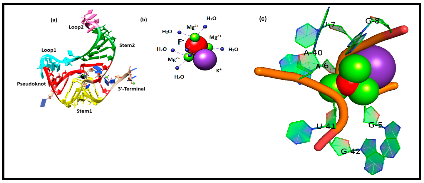 Figure 1: (a) Crystal structure of the aptamer domain of fluoride riboswitch of T. Petrophila (PDB-ID: 4ENC) with K+ and tri-Mg2+ coordination of F− is shown in cartoon representation. The tertiary structural elements, pseudoknot, stem1, stem2, loop1, loop2, and the 3’ terminal are shown in red, yellow, green, cyan, hot pink, and brown, respectively. (b) Coordination scheme of F− (red), Mg2+ (green), and K+ (violet). The blue sphere indicates coordinated water. (c) Close-up of the ion-binding site in the fluoride riboswitch.