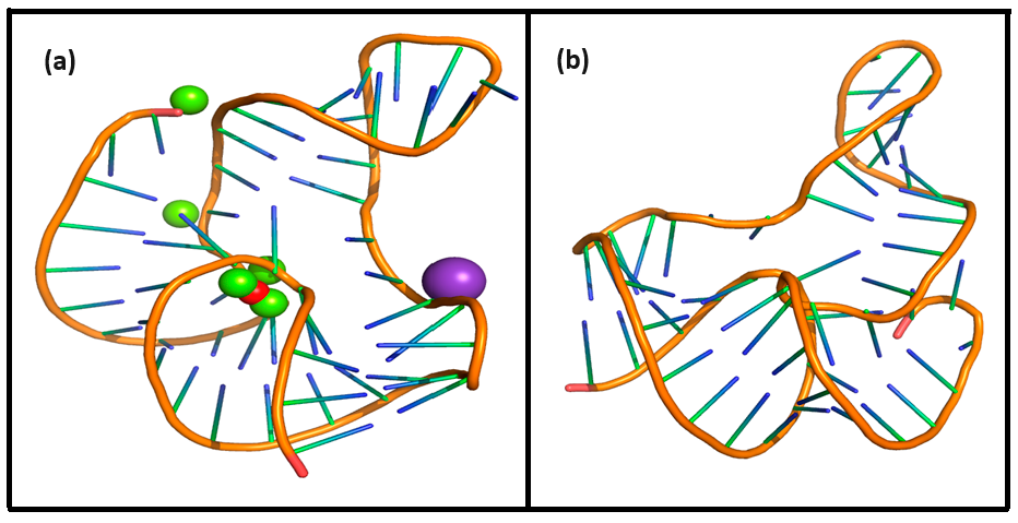 Figure 2: (a) Holo fluoride riboswitch aptamer domain at 1000 ns. Fluoride (F−), magnesium (Mg2+), and potassium (K+) ions are shown as red, green, and purple spheres respectively. (b) Apo fluoride riboswitch aptamer domain at 1000 ns, showing absence of fluoride (F−); magnesium (Mg2+) and potassium (K+) ions.