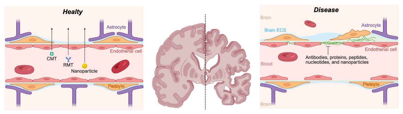 Figure 1: Biological barriers and transport pathways relevant to polymer-based nano drug delivery for Alzheimer’s disease. Schematic illustration of the blood–brain barrier (BBB) and the major transport mechanisms governing therapeutic access to the central nervous system. The BBB is formed by brain endothelial cells connected by tight junctions supported by pericytes and astrocytic end-feet, creating a highly selective interface that limits the penetration of most systemically administered drugs. Polymeric nanoparticles can exploit endogenous transport pathways, including carrier-mediated transport (CMT) and receptor-mediated transcytosis (RMT), to facilitate crossing of the BBB. CMT relies on specific membrane transporters for small molecules, whereas RMT enables vesicular transport through ligand–receptor interactions, such as transferrin or lipoprotein receptor pathways. After transcytosis, therapeutics are released into the brain extracellular space (ECS), where their diffusion and distribution determine access to neuronal and glial targets. The right panel highlights representative neurological disease contexts, including Alzheimer’s disease, in which BBB dysfunction and altered ECS properties contribute to impaired drug delivery and therapeutic efficacy. Together, the figure illustrates how polymer-based nanocarriers are designed to overcome BBB-associated delivery constraints and improve central nervous system targeting. Created with BioRender. Kamei, K. (2026) https://BioRender.com/nw9ilmy (accessed on 12 January 2026).