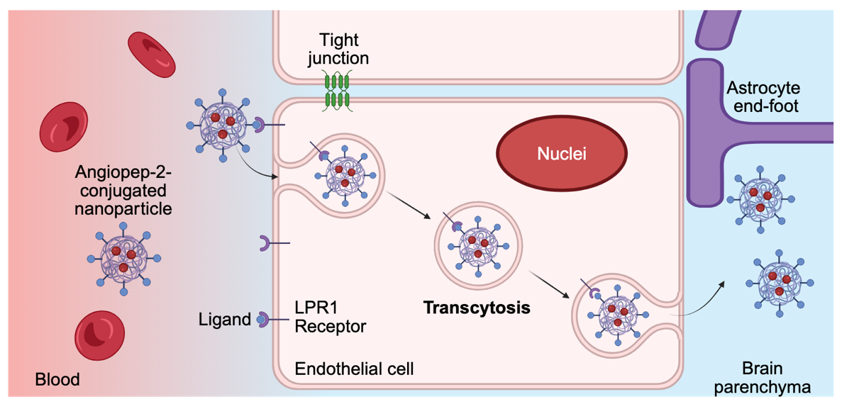 Figure 2: Receptor-mediated transcytosis (RMT) across the blood–brain barrier illustrated using Angiopep-2 as an example. Schematic representation of receptor-mediated transcytosis (RMT) across the blood–brain barrier (BBB). Angiopep-2 is a targeting peptide that selectively binds to low-density lipoprotein receptor–related protein 1 (LRP1), which is highly expressed on brain endothelial cells. Following ligand–receptor binding at the luminal surface, Angiopep-2–conjugated nanoparticles are internalized via endocytosis, trafficked across the endothelial cell, and released at the abluminal side into the brain parenchyma. This pathway enables the transport of therapeutic cargoes that would otherwise be excluded by the BBB and represents a key strategy for enhancing central nervous system drug delivery. Astrocytic end-feet and endothelial cell interfaces contributing to the BBB structure are also depicted. Created with BioRender. Kamei, K. (2026) https://BioRender.com/qk0q753 (accessed on 12 January 2026).