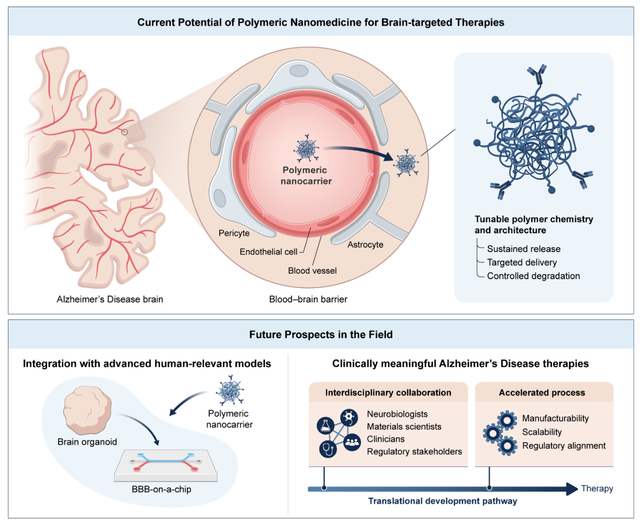 Figure 4: Future prospects of polymeric nanomedicine for brain-targeted Alzheimer’s disease (AD) therapies. The upper panel summarizes the present capabilities of polymeric nanocarriers to overcome the blood–brain barrier (BBB) and deliver therapeutics to the AD brain. Polymeric nanocarriers interact with key components of the neurovascular unit, including endothelial cells, pericytes, and astrocytes, enabling brain entry through BBB transport mechanisms. Tunable polymer chemistry and architecture allow precise control over drug loading, sustained release, targeting specificity, and biodegradation profiles. The lower panel illustrates future directions in the field, highlighting the integration of polymeric nanomedicine with advanced in vitro human-relevant models such as brain organoids and BBB-on-a-chip platforms to improve predictive power and mechanistic understanding. Clinically meaningful translation will require interdisciplinary collaboration among neurobiologists, materials scientists, clinicians, and regulatory stakeholders, alongside accelerated development pathways addressing manufacturability, scalability, and regulatory alignment, ultimately advancing polymer-based nanotherapeutics toward effective Alzheimer’s disease treatments.