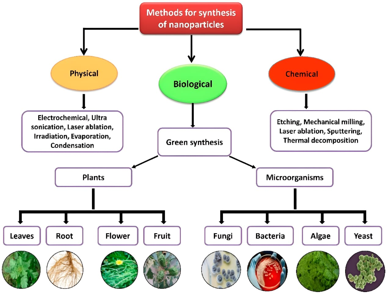 Figure 1: Overview of physical, chemical, and biological methods for nanoparticle synthesis, highlighting the comparative advantages of eco-friendly biological routes. The diagram emphasizes the growing preference for plant-mediated synthesis due to its simplicity, cost-effectiveness, and reduced environmental impact. (Adapted from Khan et al. 2022 [1], licensed under CC BY 4.0.).
