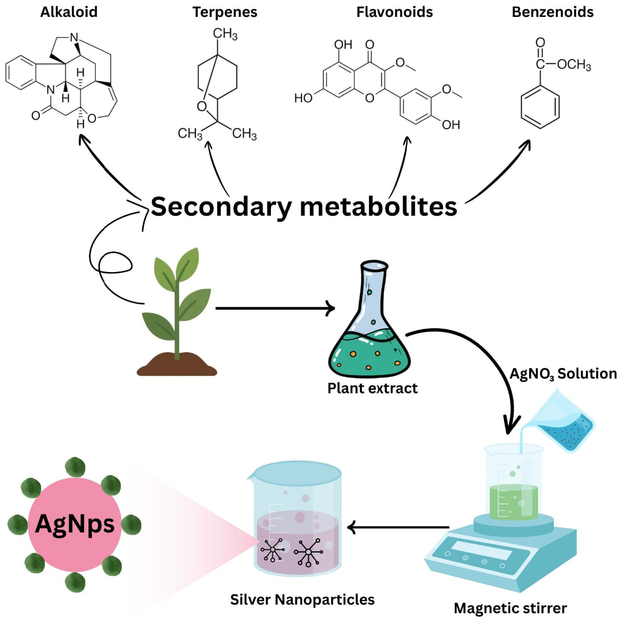 Figure 2: Proposed mechanism of silver nanoparticles (AgNPs) synthesis mediated by plant extracts. The figure illustrates the involvement of plant-derived secondary metabolites, including alkaloids, terpenes, flavonoids, and benzenoids, in the synthesis and stabilization of silver nanoparticles through the green synthesis approach.