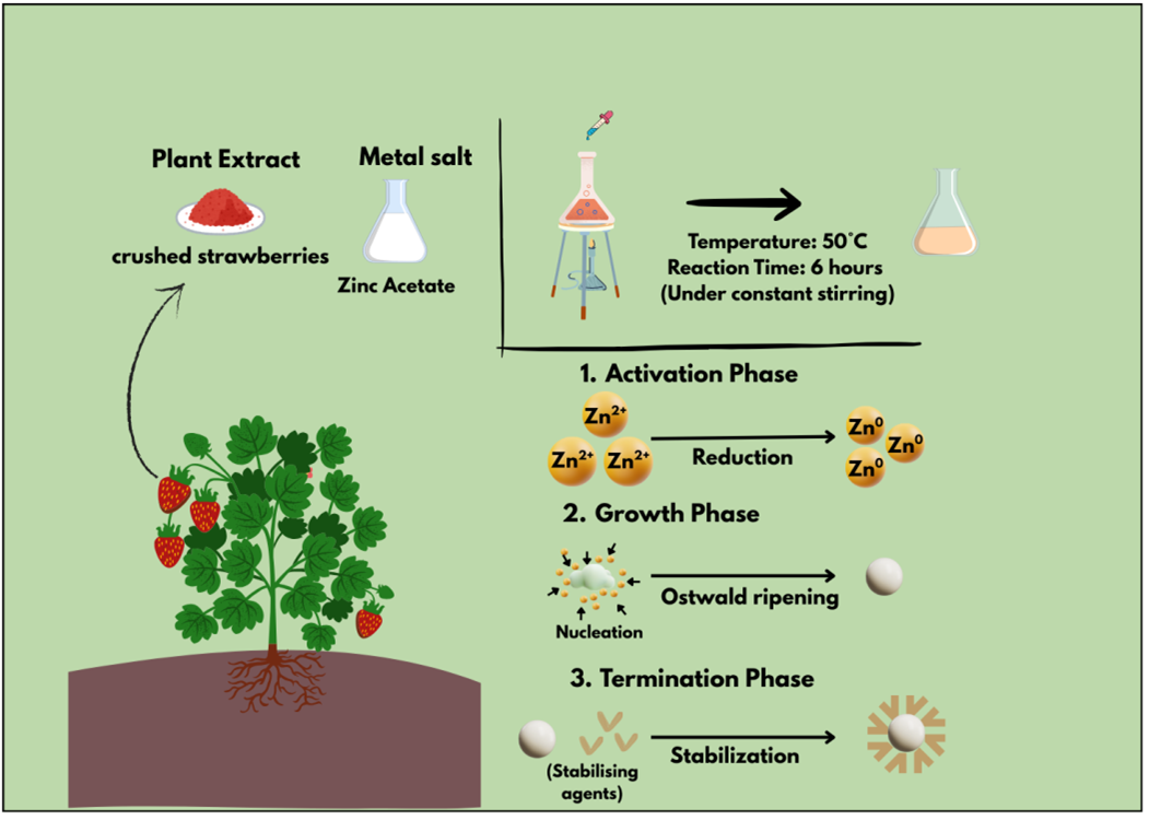 Figure 3: Schematic representation of the green synthesis of ZnO nanoparticles using crushed strawberry fruit extract as a reducing and stabilizing agent. The process demonstrates how plant-derived biomolecules contribute to the controlled formation of ZnO nanoparticles with enhanced biocompatibility and catalytic potential.