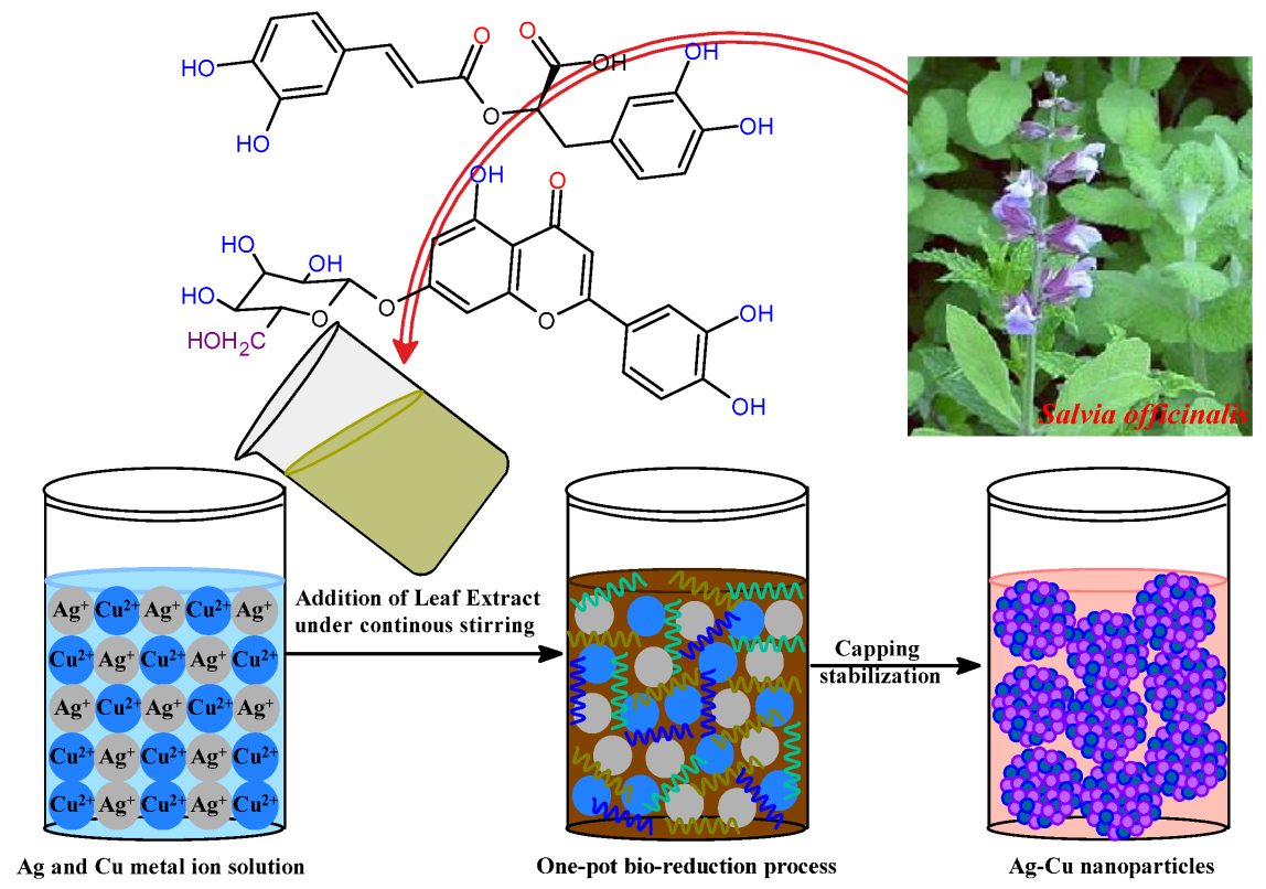 Figure 5: Schematic representation of the green synthesis of Ag–Cu bimetallic nanoparticles using Salvia officinalis leaf extract. The bio-reduction and capping processes are mediated by phytochemicals, such as polyphenols and flavonoids, present in the extract, thereby stabilizing Ag–Cu nanoparticles. (Adapted from Malik et al., 2023 [131] under the license by CCBY 4.0).