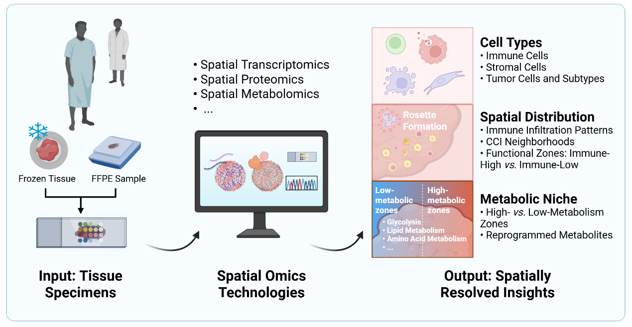 Figure 1: Schematic overview of the spatial omics workflow applied to cHL and PDAC. Tissue specimens, including frozen tissues and FFPE samples, are processed for spatial transcriptomics, spatial proteomics, and spatial metabolomics analyses, enabling interrogation of molecular features while preserving spatial information. These technologies allow integrated visualization of cell types, their spatial distribution, and metabolic niches within the TME. created with https://BioRender.com.