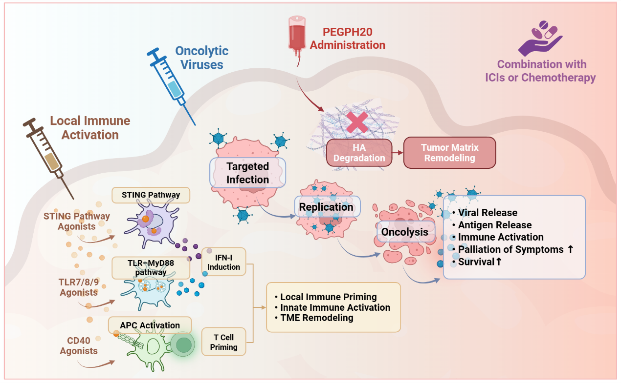 Figure 2: Schematic illustration of representative adjunctive strategies used to enhance therapeutic responses by remodeling the TME. Oncolytic viruses promote immune activation, alleviate tumor-related symptoms, and improve survival outcomes. Local immune activation strategies, including STING pathway agonists, TLR7/8/9 agonists, and CD40 agonists, can induce local immune priming, activate innate immunity, and drive tumor TME remodeling. Structural modulation via HA degradation (e.g., PEGPH20) reduces physical barriers and improves drug delivery. These effects help transform immunologically “cold” tumors into a more inflammatory and responsive state, and provide a mechanistic basis for their rational combination with ICIs or chemotherapy. The detailed mechanisms are elaborated in the main text. Created with https://BioRender.com.