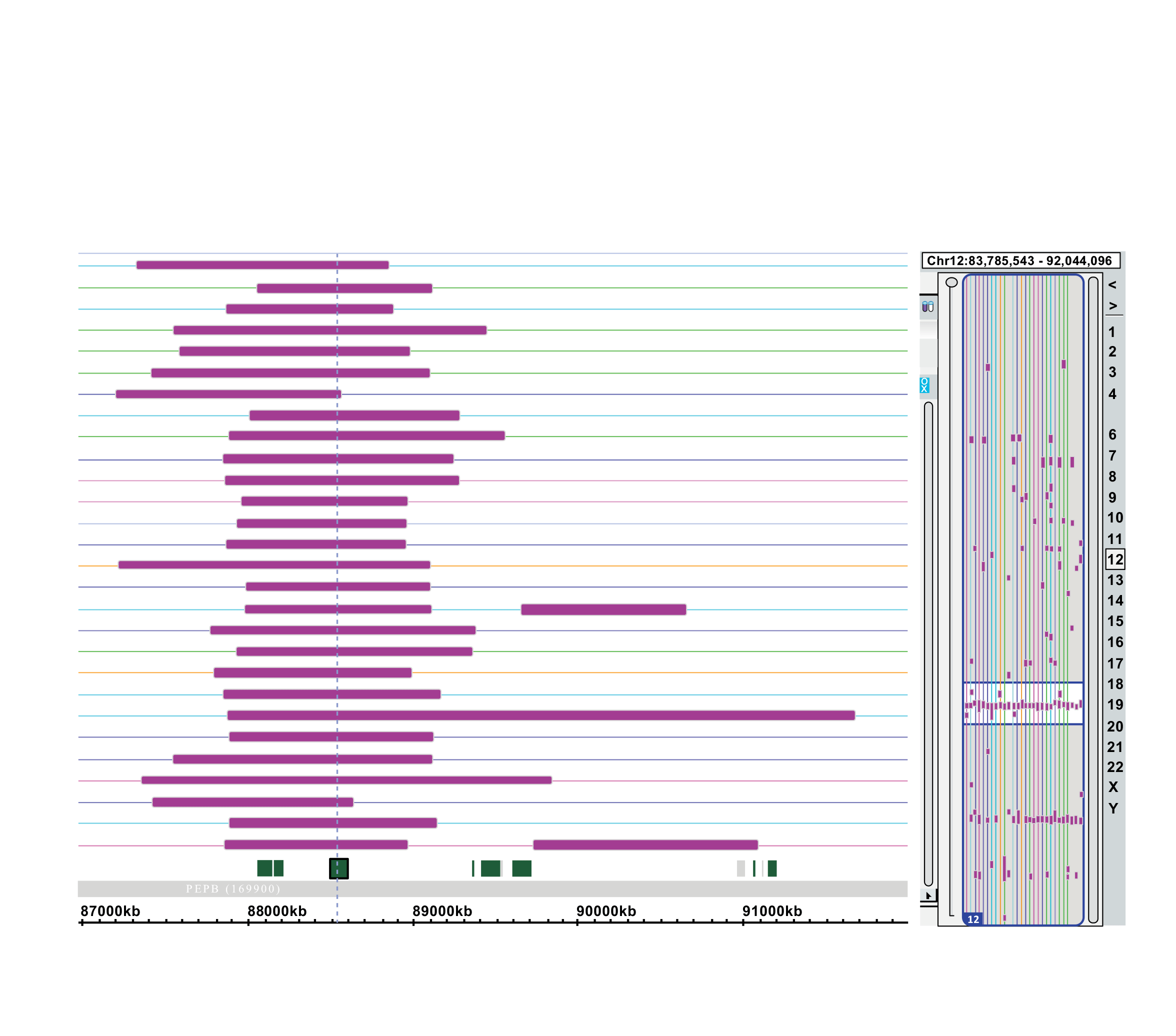 Figure 2: ChAS plot illustrating the sizes and positions of cn-LOH regions (shown in purple) on chromosome 12q21.32 in healthy individuals. The genomic position of the RE KITLG is indicated by a blue dashed vertical line.