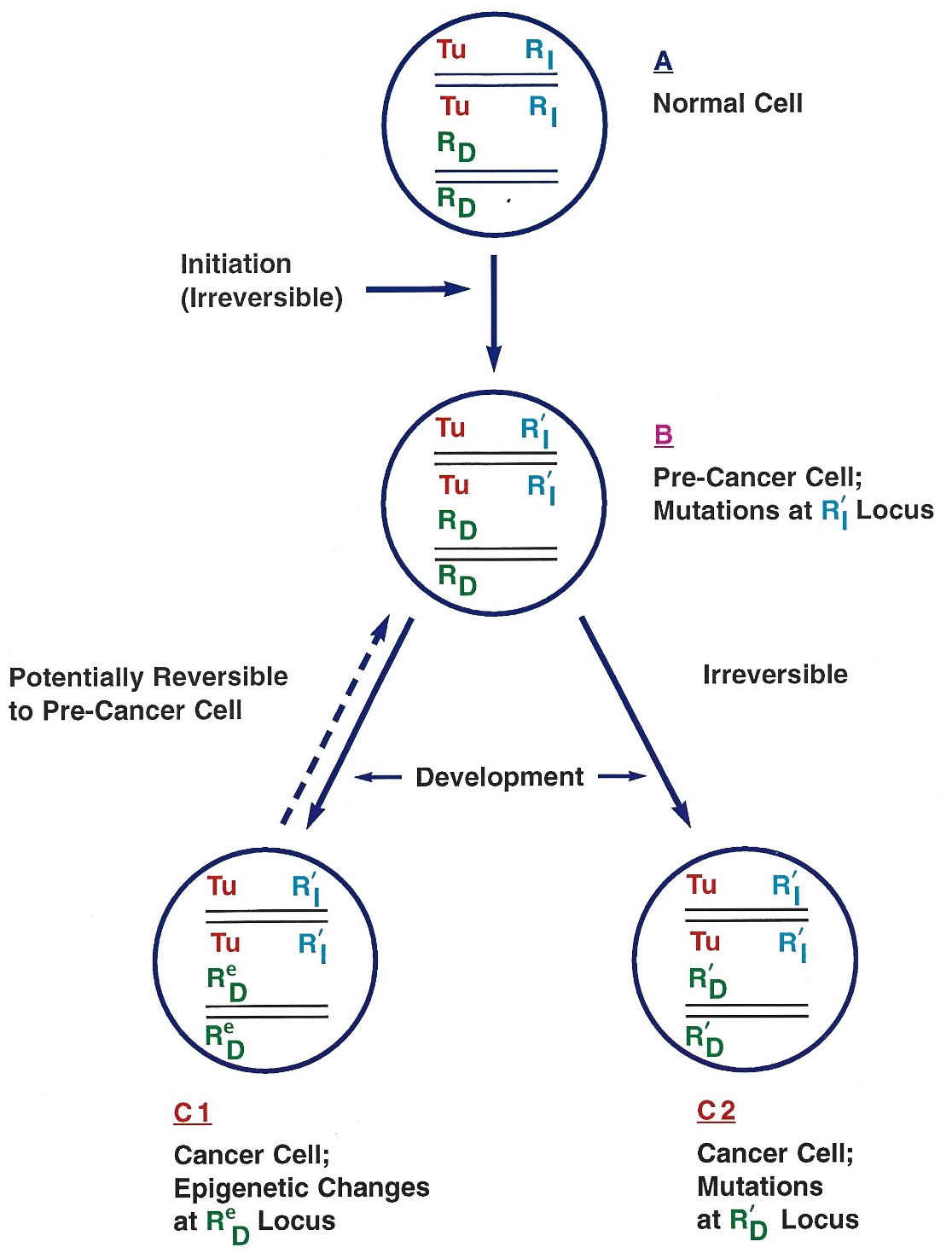 Figure 1: A simplified two-phase genetic-epigenetic model of carcinogenesis. Diagram showing a normal cell (A) with two pairs of chromosomes (other pairs of chromosomes in the complement are not shown), carrying the tumor suppressor genes (TS-genes), which suppress initiation (TSI) and development (TSD) of the tumor (Tu) gene in a neoplasm. Initiation of carcinogenesis (B) involves genetic changes (mutational events) in the TSI elements (represented by TS’I), which are irreversible. The initiated pre-cancer cells may undergo differential growth, genetic or epigenetic changes, to give rise to cancer (malignant growth) in one of the two different pathways involving changes in the TSD loci, and this mode of behavior may, in part, be intrinsically determined by the cell type. When TSD genes undergo epigenetic changes (C 1; represented by TSeD), then the developmental phase is potentially reversible. On the other hand, when TSD genes undergo mutational changes (C 2; represented by TS’D), the developmental phase becomes irreversible.