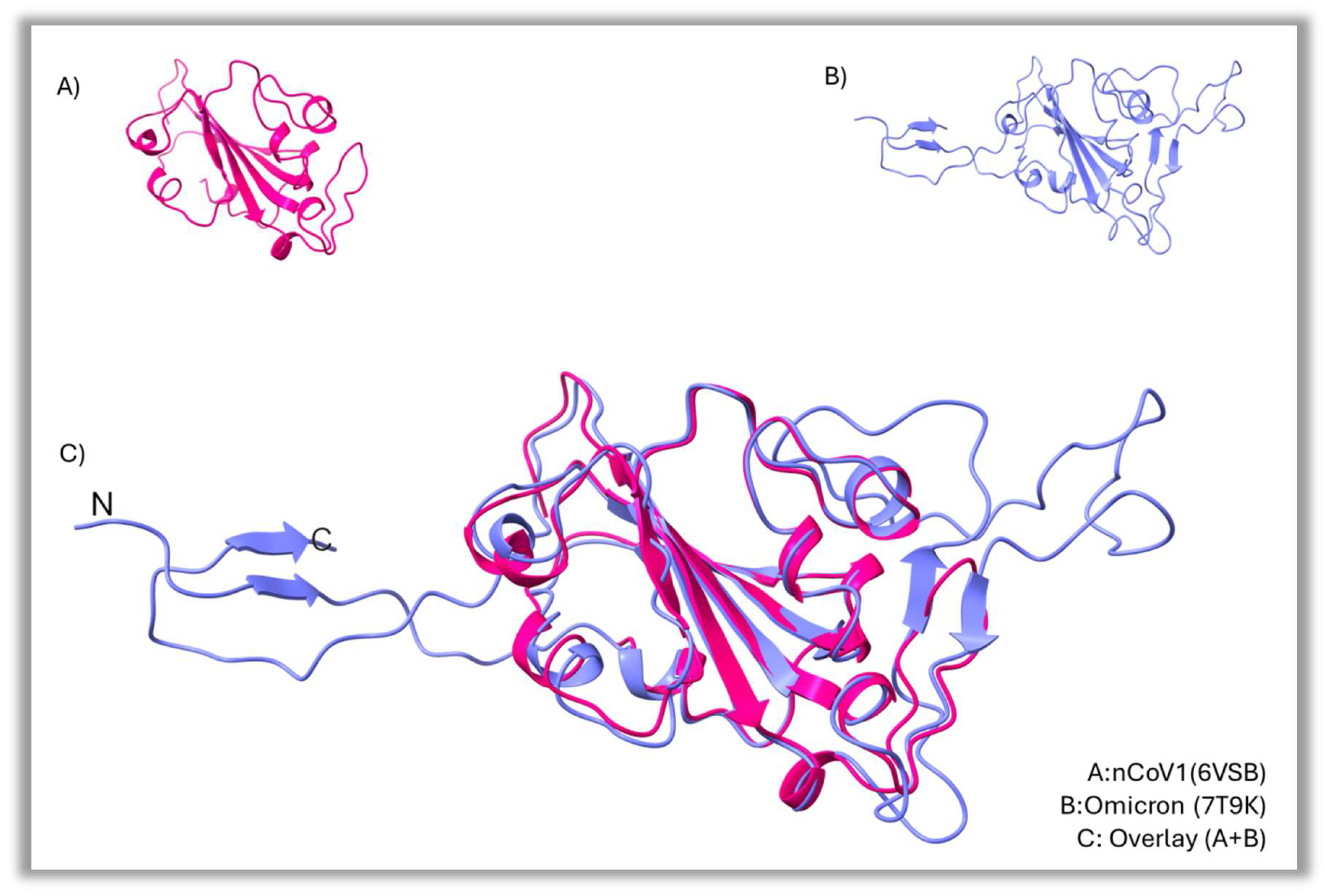 Figure 2: Structural comparison of RBD of Omicron and nCoV, with a distance cutoff value of 2 Å RMSD, in cartoon rendered. A clear change can be observed in Omicron, which has a slightly larger N-terminal and a similar C-terminal that extends to the left (A): nCOV1(6vsb), (B): Omicron (7T9K), (C): Overlay (A + B).