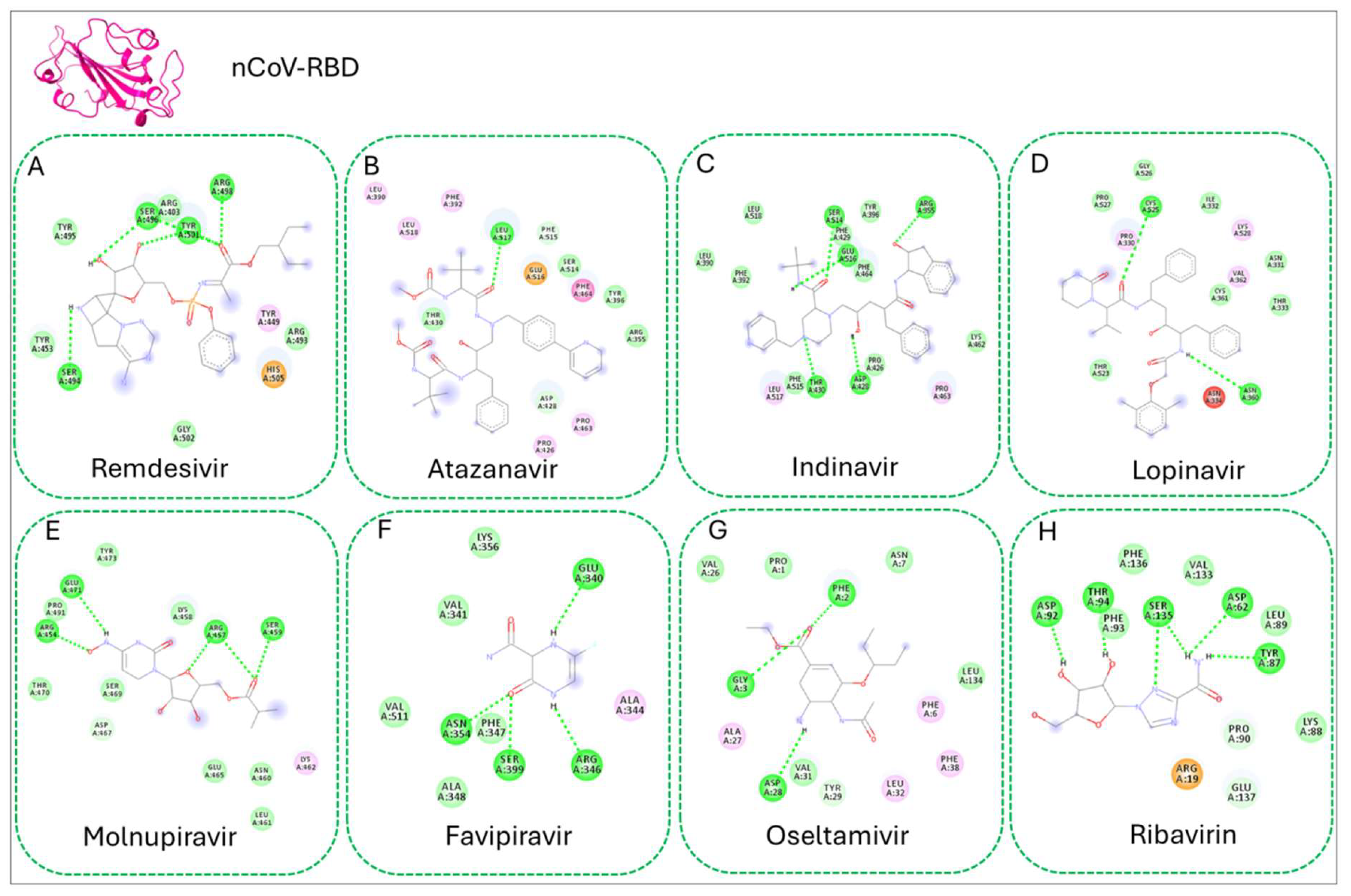 Figure 6: Docking pose of the protein-ligand interaction of nCoV with selected drugs (A) Remdesivir, (B) Atazanavir, (C) Indinavir, (D) Lopinavir, (E) Molnupiravir, (F) Favipiravir, (G) Oseltamivir, (H) Ribavirin. H-bonds among the corresponding ligands are shown in the 2D interaction figures.
