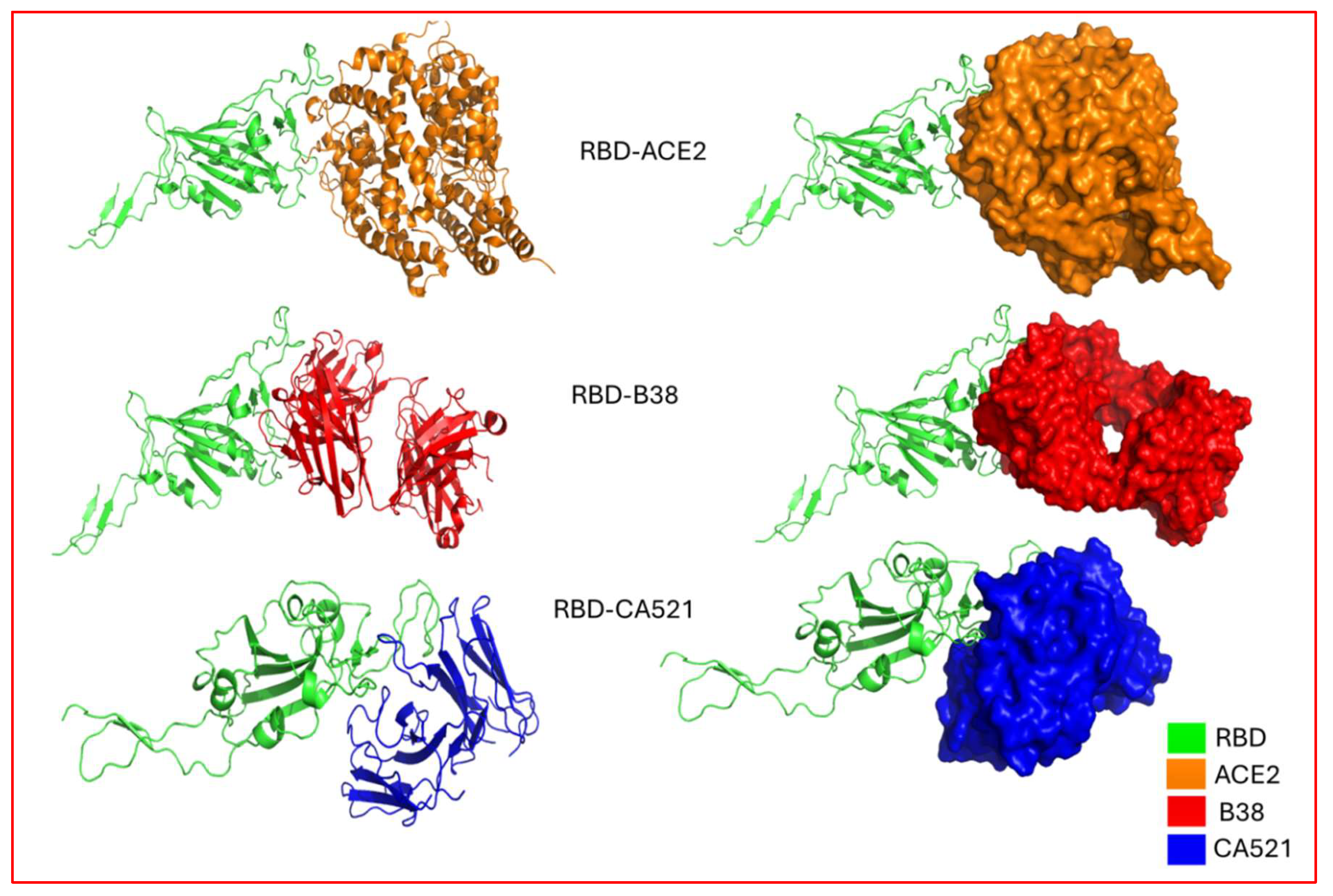 Figure 8: Protein-protein docked complexes of Omicron, with corresponding antibodies and ACE2 receptor. Color-coded keys depict the different components of docked complexes. Green: RBD; Orange: ACE2; Red: B38 antibody; Blue: CA521 antibody.