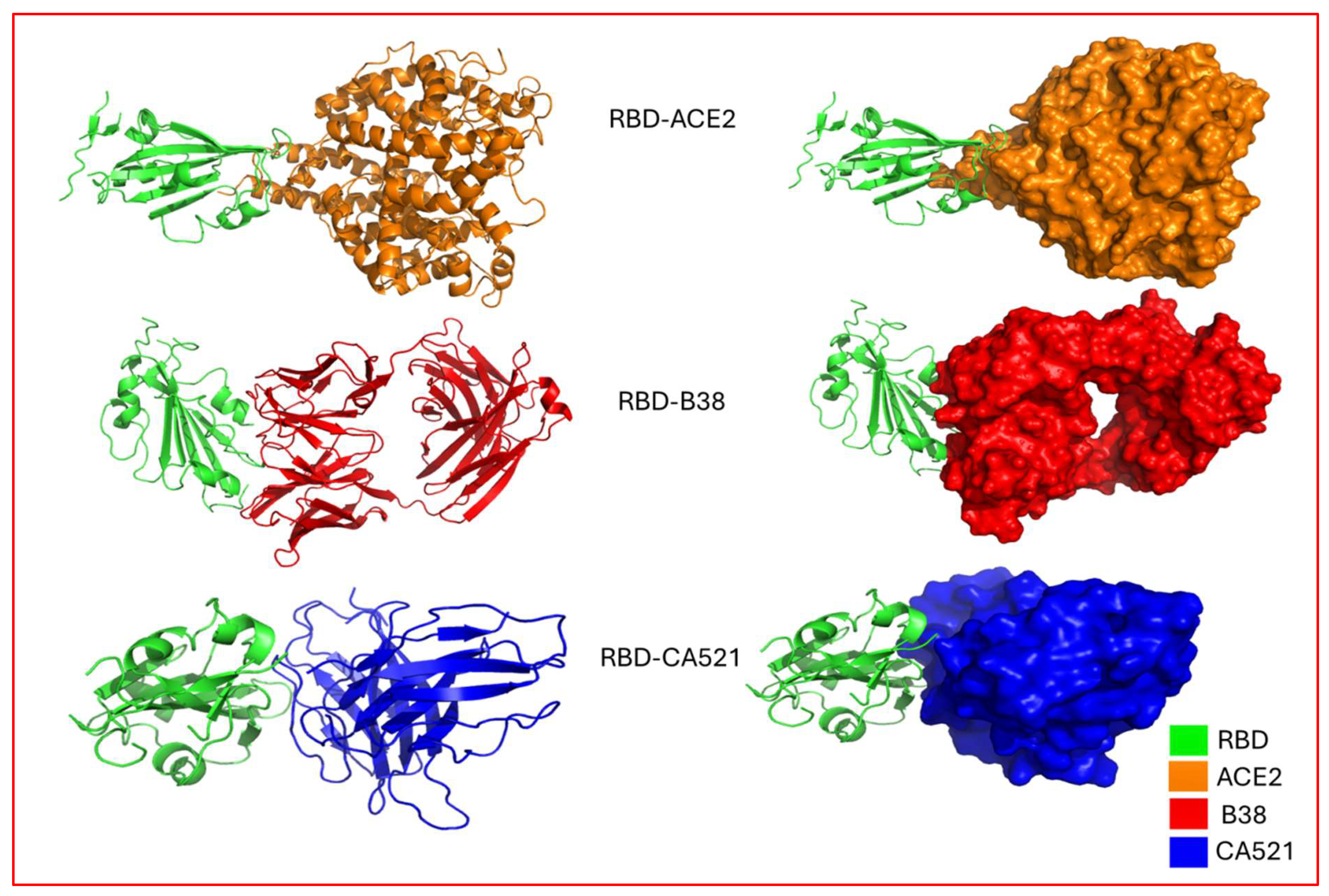 Figure 9: Protein-protein docked complexes of nCoV, with corresponding antibodies and ACE2 receptor. Color-coded keys depict the different components of docked complexes. Green: RBD; Orange: ACE2; Red: B38 antibody; Blue: CA521 antibody.