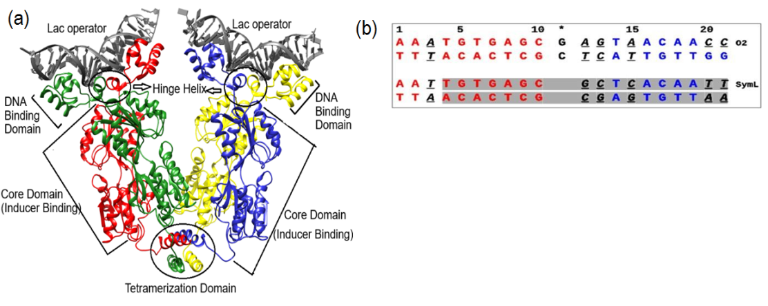Figure 1: (a) Ribbon representation of the tetrameric Lac repressor bound to two DNA operator sites, based on the 4.80 Å resolution crystal structure (PDB ID: 1LBG), visualized using UCSF Chimera. (b) Nucleotide sequences of the naturally occurring pseudo-palindromic O2 operator and the synthetic symmetric (palindromic) SymL operator.