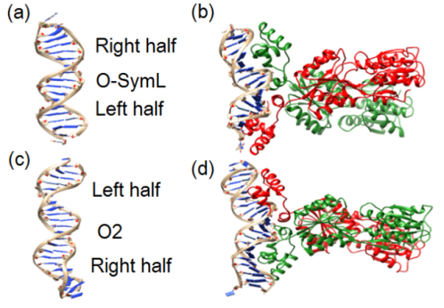 Figure 2: Representative average structures derived from molecular dynamics trajectories of the lac repressor in (a) the unbound O-SymL operator system, (b) the holo state corresponding to the lac repressor bound to O-SymL, (c) the unbound O2 operator system, and (d) the holo state corresponding to the lac repressor bound to O2, Reproduced from Ref. [79].