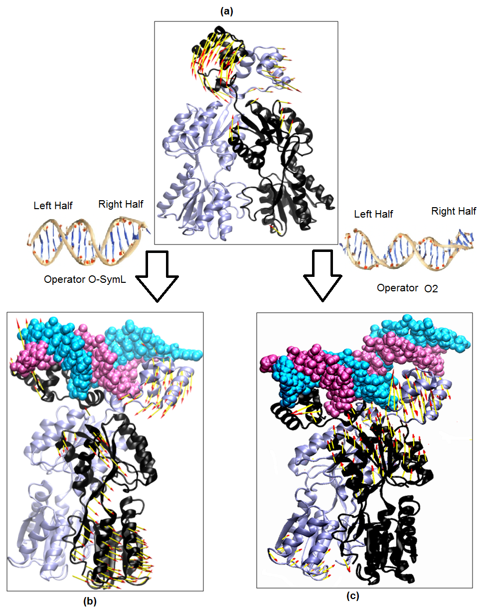 Figure 4: Porcupine plots representing the first principal component (PC1) of motion for (a) free Lac repressor protein, (b) operator SymL-bound Lac repressor protein, and (c) operator O2-bound Lac repressor protein. DNA chains are shown as Chain C (cyan) and Chain D (mauve), while protein chains are shown as Chain A (ice blue) and Chain B (black). Arrows indicate the direction and magnitude of collective motions. MD simulations were performed using the Amber ff99SB-ILDN force field for the protein and the Amber ParmBSC1 force field for DNA (Modified from author’s preprint [79]).