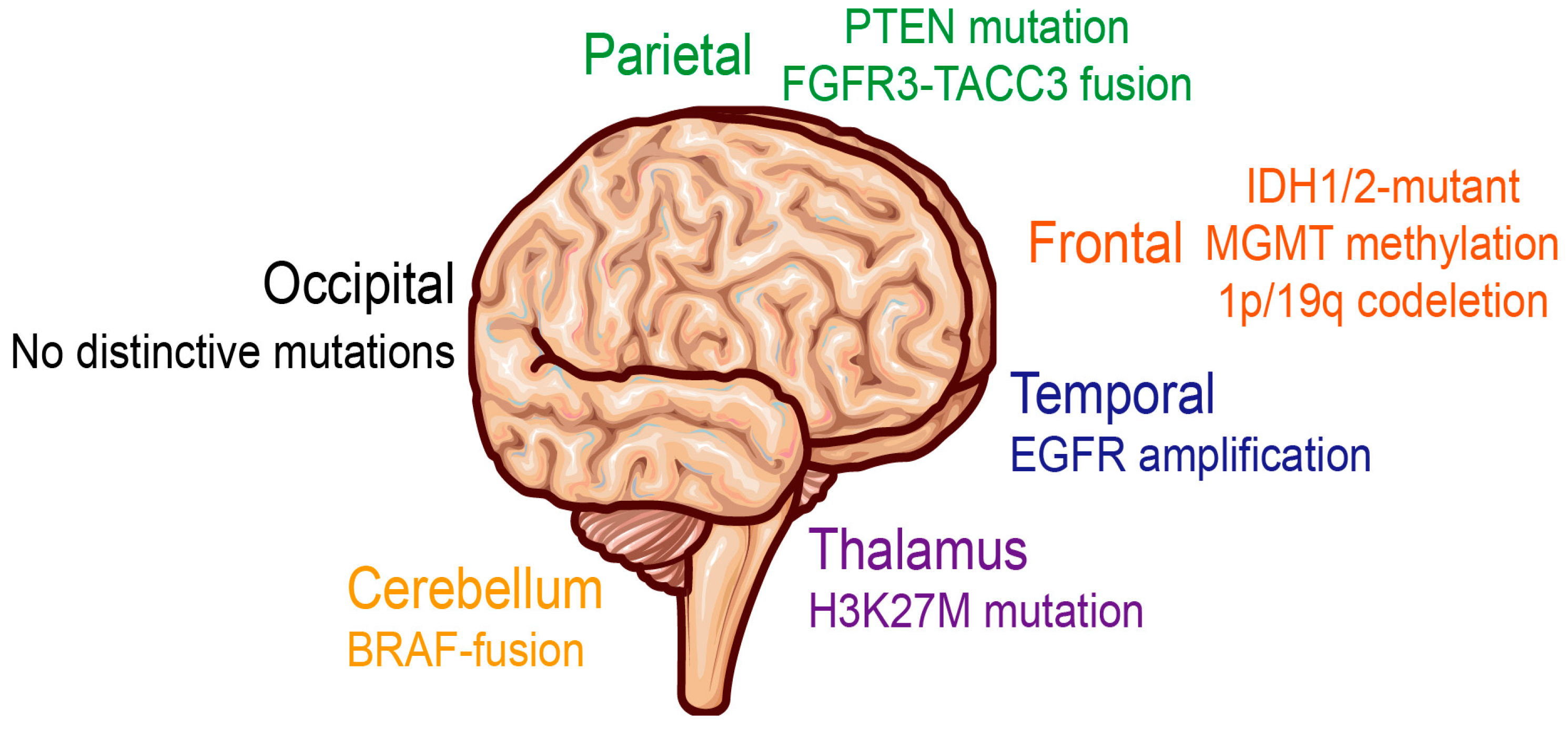 Figure 1: Molecular landscape of gliomas across main brain regions.