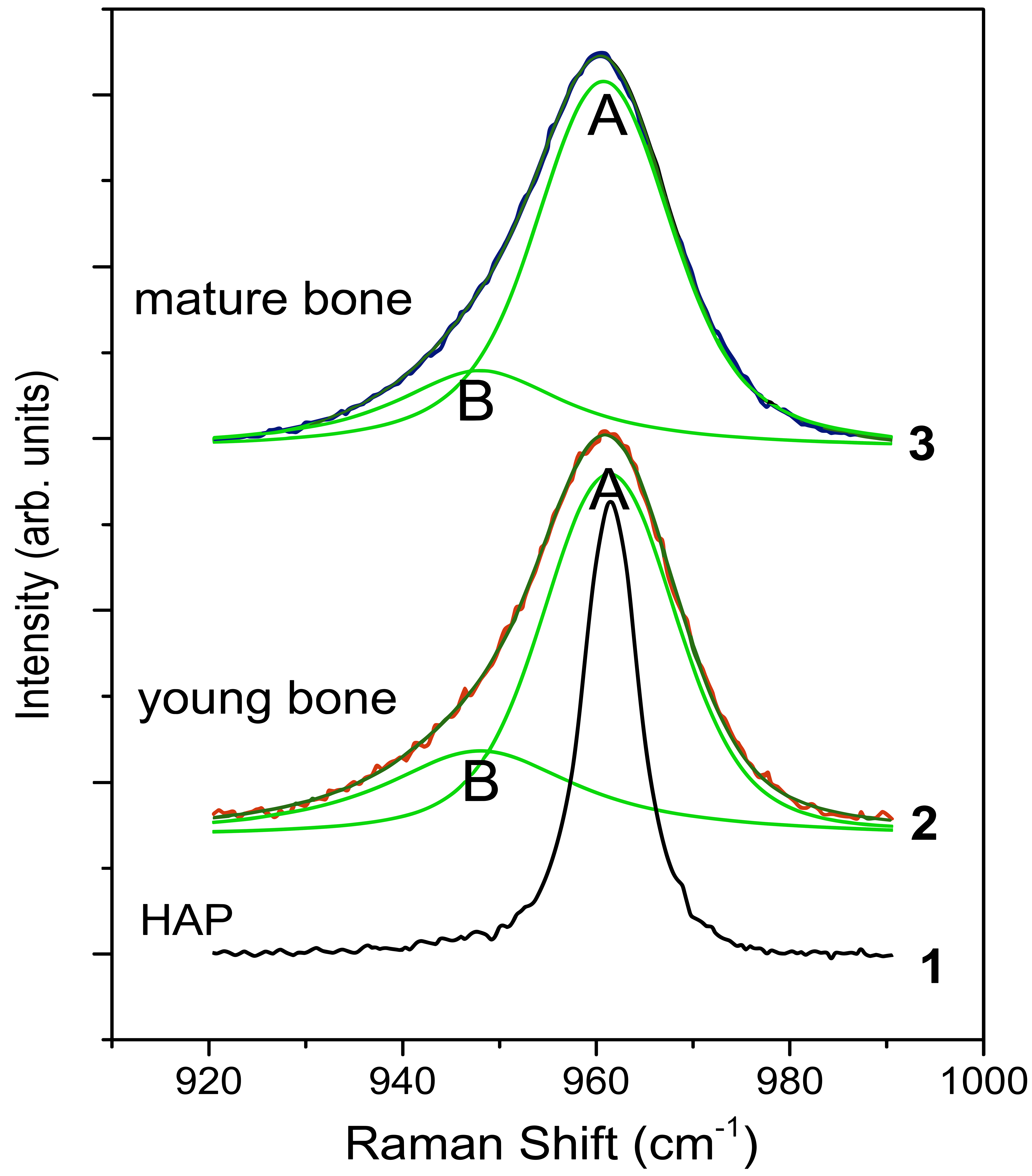 Figure 3: Experimental Raman spectra in the narrow interval 920–990 cm−1. The measured v1[PO43−]-band in young and mature bone are shown as symbols, and the fitted bands are shown as thin lines. The extracted A and B components are shown as green lines. The v1[PO43−] band in the HAP reference is also shown.
