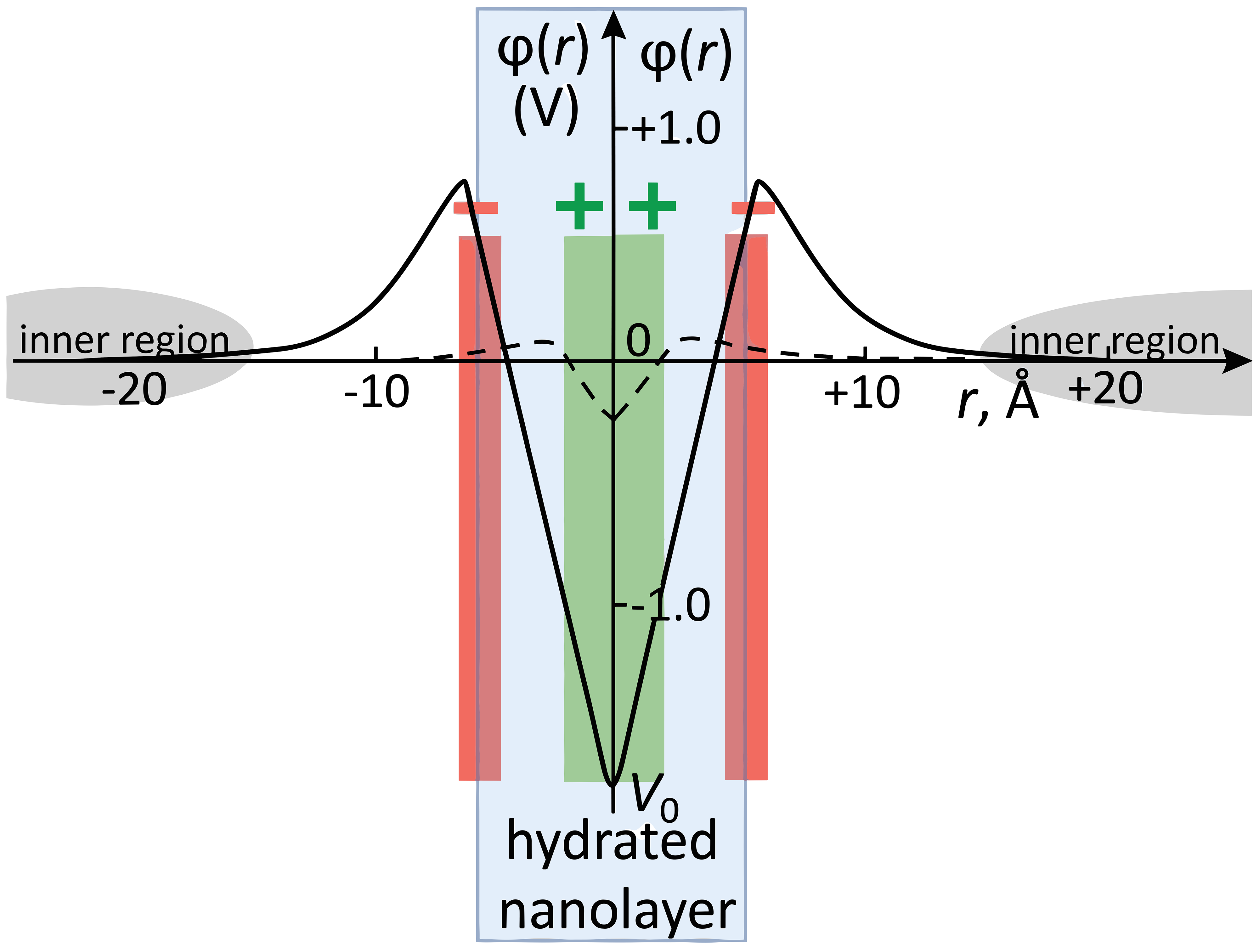 Figure 5: Schematic presentation of the potential 
            
              
                
                  φ
                  (
                  r
                  )
                
              
            
           in young (solid line) and mature bone (dashed line). Hydrated nanolayers are shown in light blue.