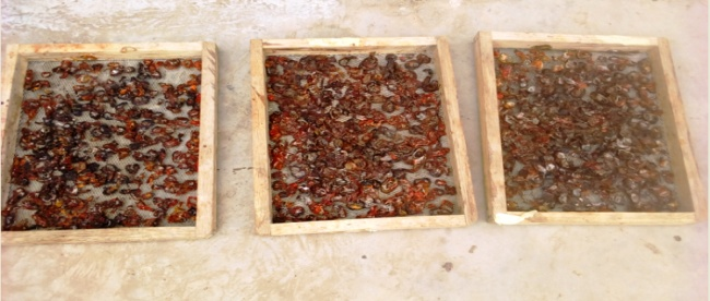 Figure 11: Tomato slices after drying.