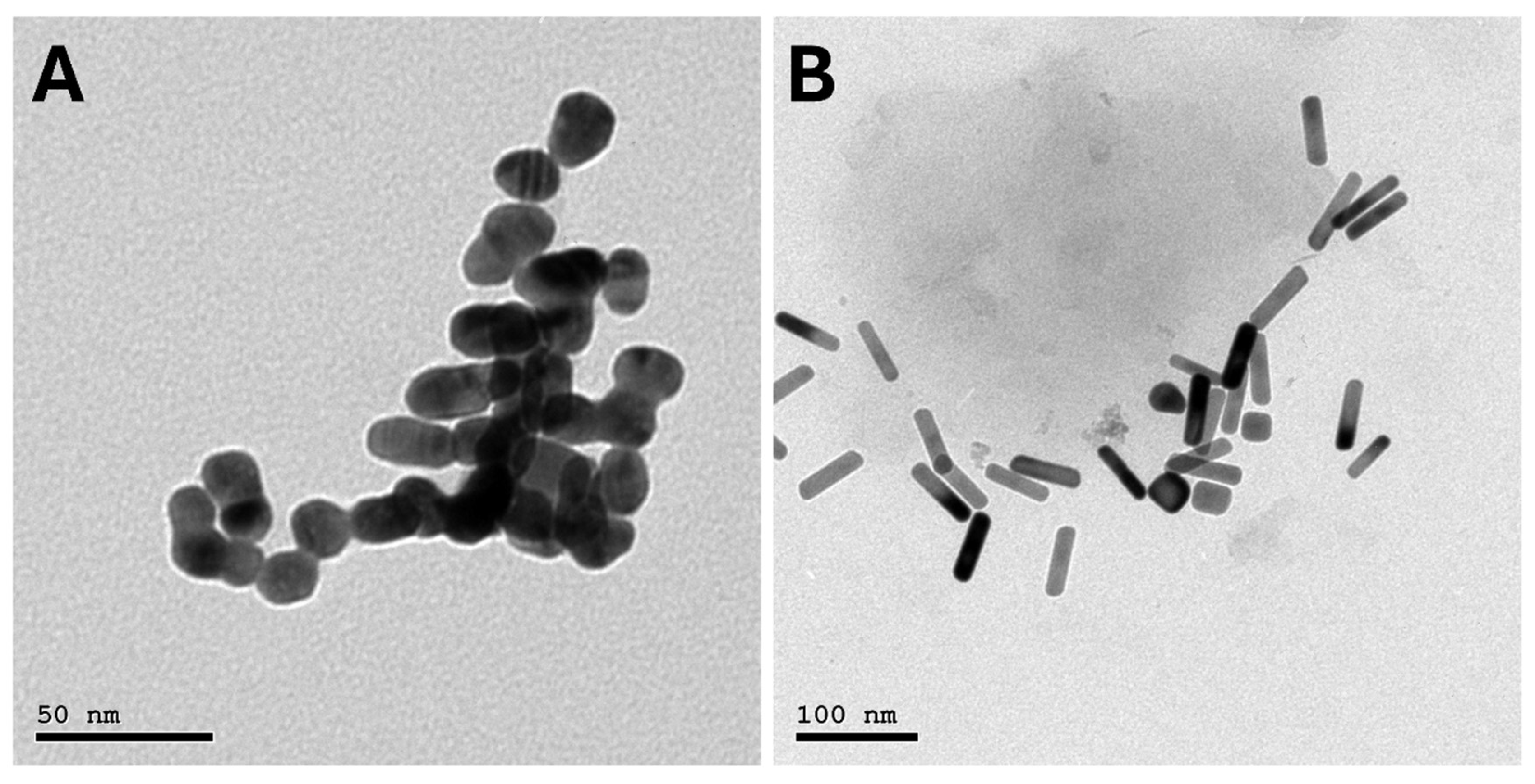 Figure 3: TEM images of gold nanoparticles: (A) spherical nanoparticles and (B) rod-shaped nanoparticles.