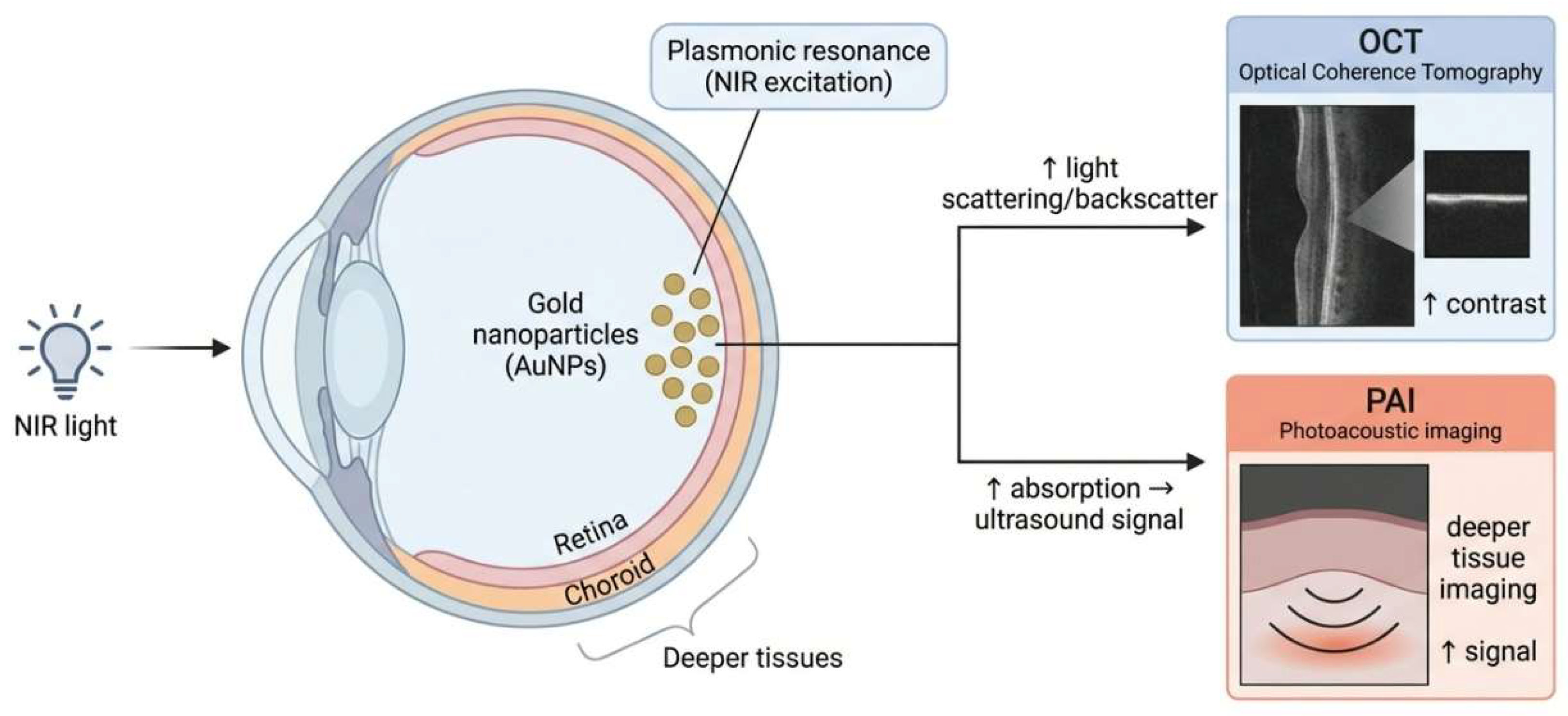 Figure 4: Schematic illustrating the use of gold nanoparticles in ocular imaging. Created by BioRender.com.
