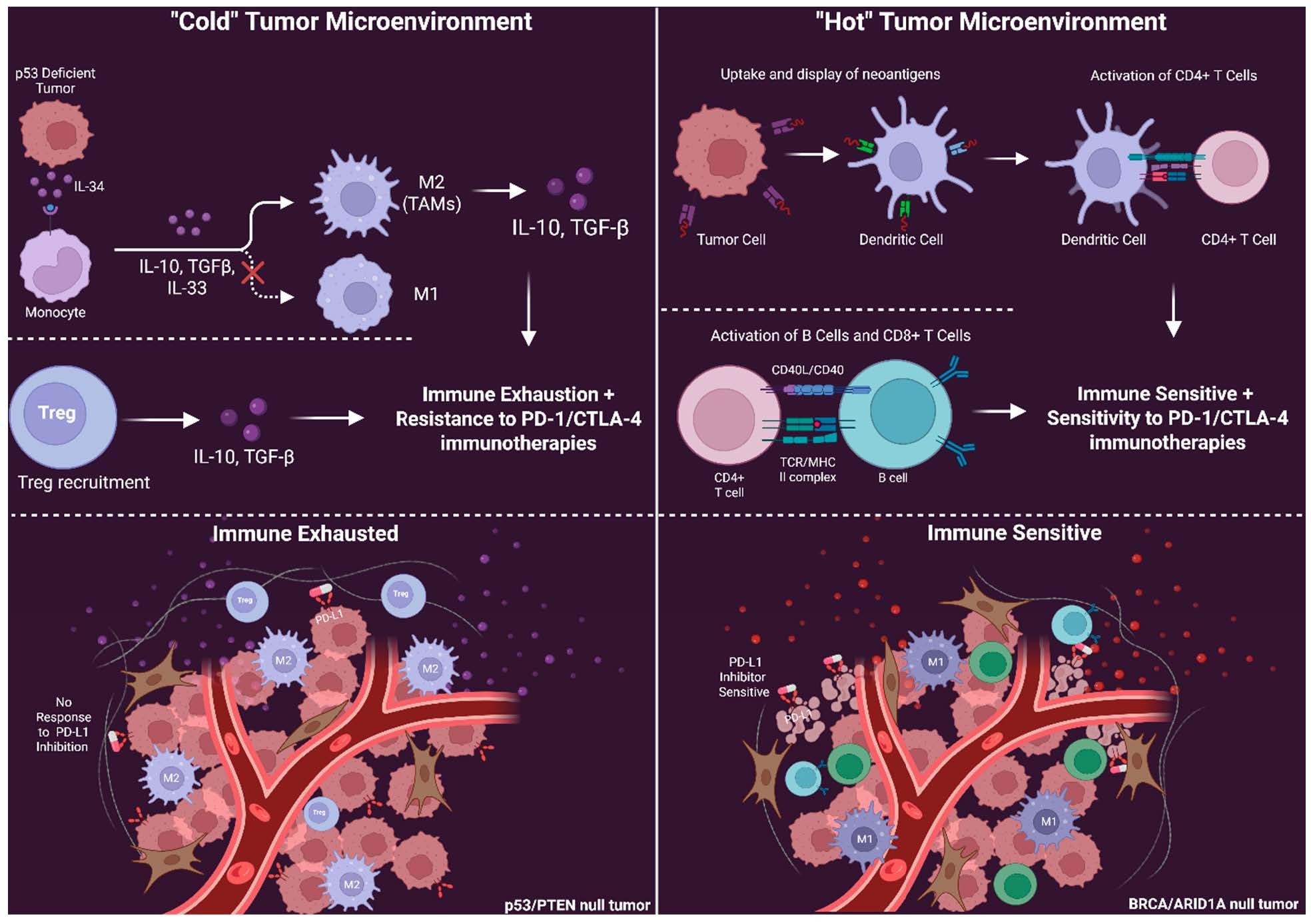 Figure 1: Loss of a tumor suppressor gene creates an immune “cold” or “hot” tumor microenvironment. While presented here as a dichotomy, these states represent two ends of a dynamic spectrum, and mixed phenotypes frequently occur depending on secondary mutations and the epigenetic landscape. The left panel displays an immune “cold” TME with increased M2 macrophage polarization and Treg recruitment, leading to increased secretion of immune-suppressive cytokines such as IL-10 and TGF-β. These immunosuppressive cytokines significantly reduce the effectiveness of immunotherapies, such as PD-1/CTLA-4 targeting. The right panel displays an immunologically hot TME with increased neoantigen production in tumors carrying a high mutational burden, including tumors harboring BRCA1, BRCA2, or ARID1A alterations. These neoantigens activate dendritic cells, which can stimulate immune responses from CD4+ T cells, B cells, and CD8+ T cells. This increase in immune activity greatly increases the effectiveness of immunotherapy. Created with BioRender.com.