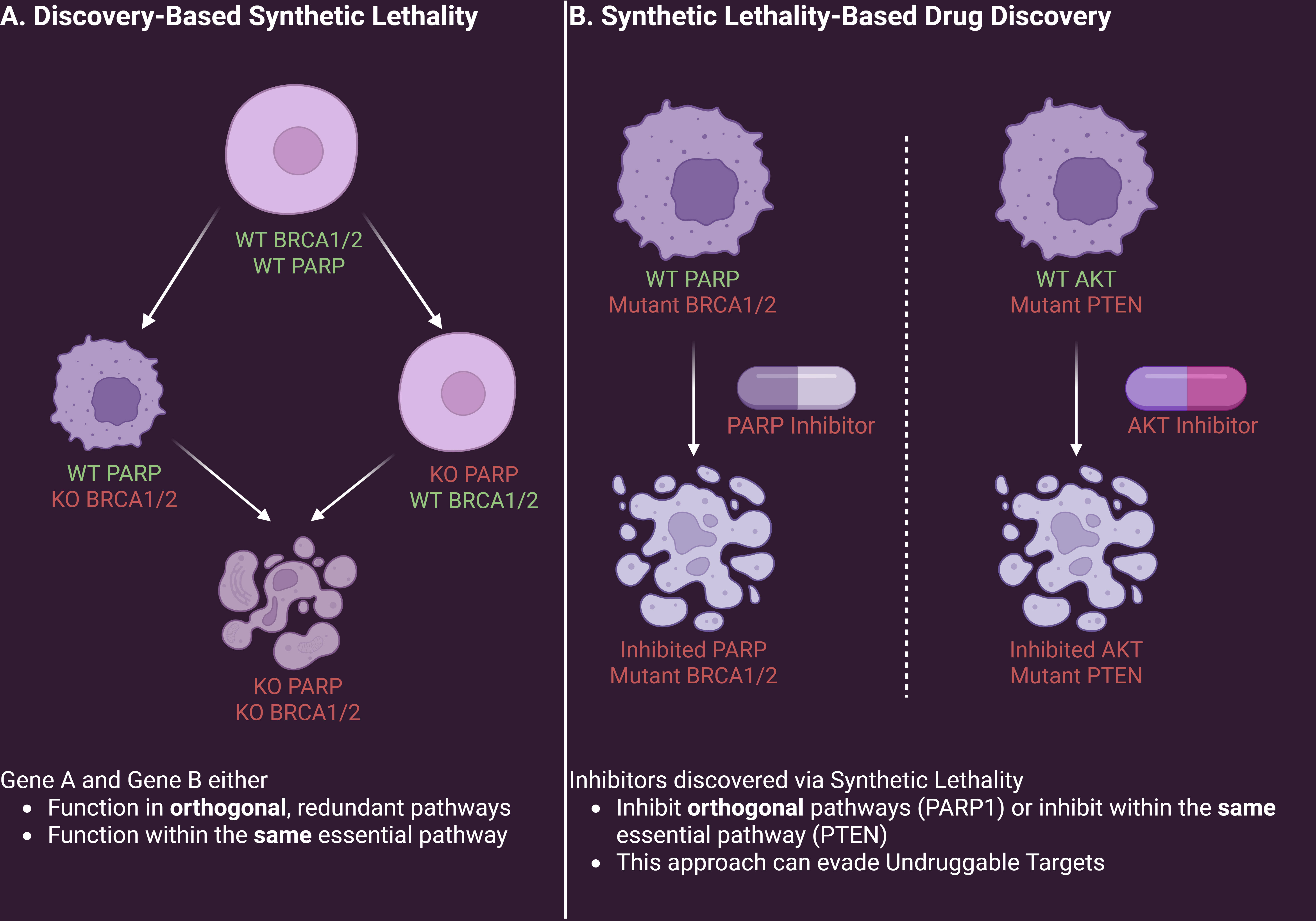 Figure 2: An overview of synthetic lethality in drug discovery. Panel (A) displays discovery-based synthetic lethality, in which genes in the same pathway or in orthogonal pathways are mutated, turning a nonlethal knockout into a lethal double-knockout. Panel (B) illustrates therapeutic synthetic lethality, in which a protein or pathway that becomes essential following a cancer-associated genetic alteration is pharmacologically inhibited, leading to selective tumor-cell death. This approach can create a much wider therapeutic window and enable drugs to target previously undruggable mutants. Created with BioRender.com.