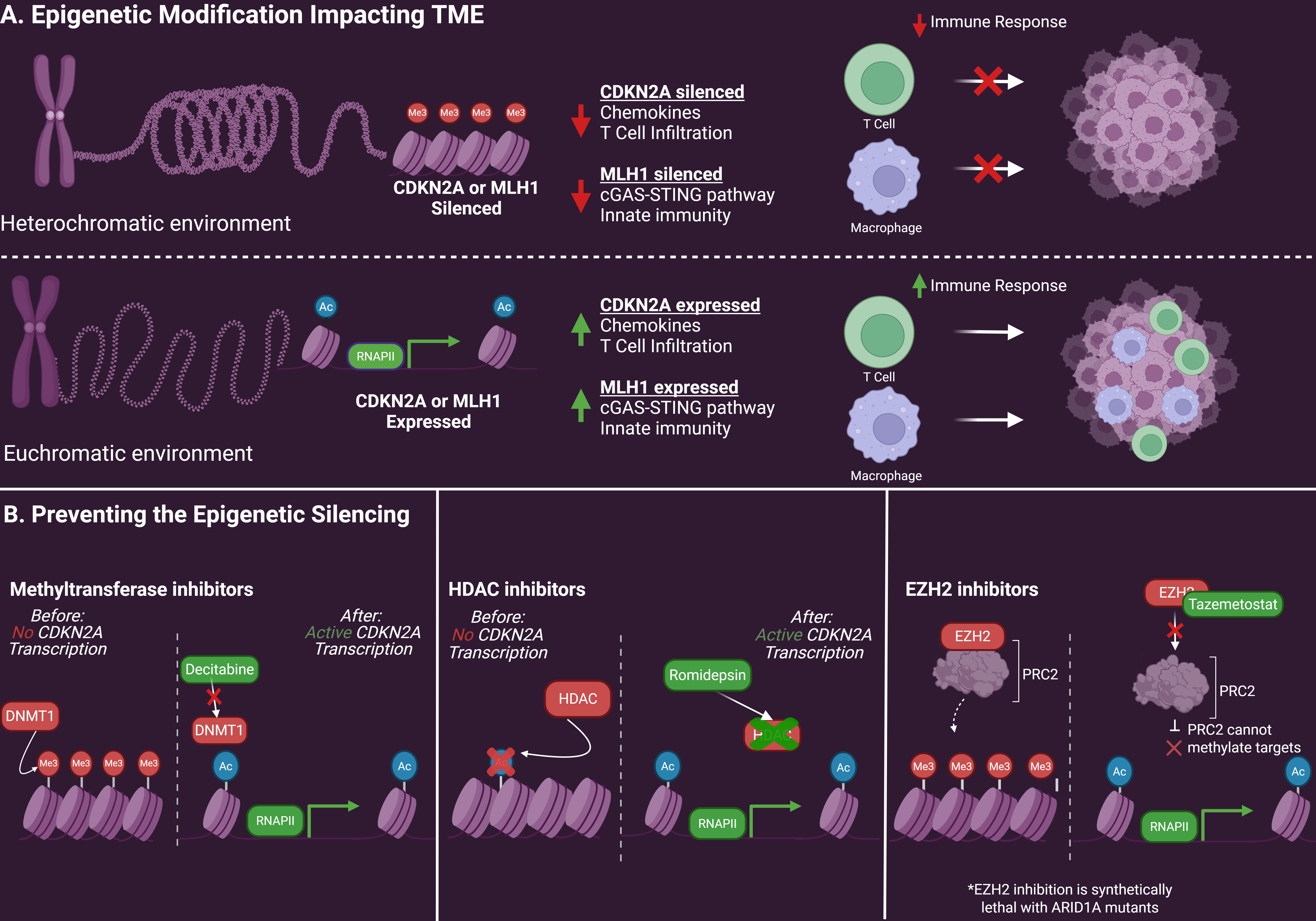 Figure 3: Panel (A) illustrates how repressive epigenetic alterations, including promoter DNA hypermethylation and repressive histone modifications, can silence genes involved in tumor suppression and immune regulation, thereby reducing immune-cell recruitment within the TME. Panel (B) shows how epigenetic drugs can reverse gene silencing and enhance antitumor immune responses by inhibiting DNA methyltransferases or histone deacetylases in tumor and immune cells. Figure created with BioRender.com.