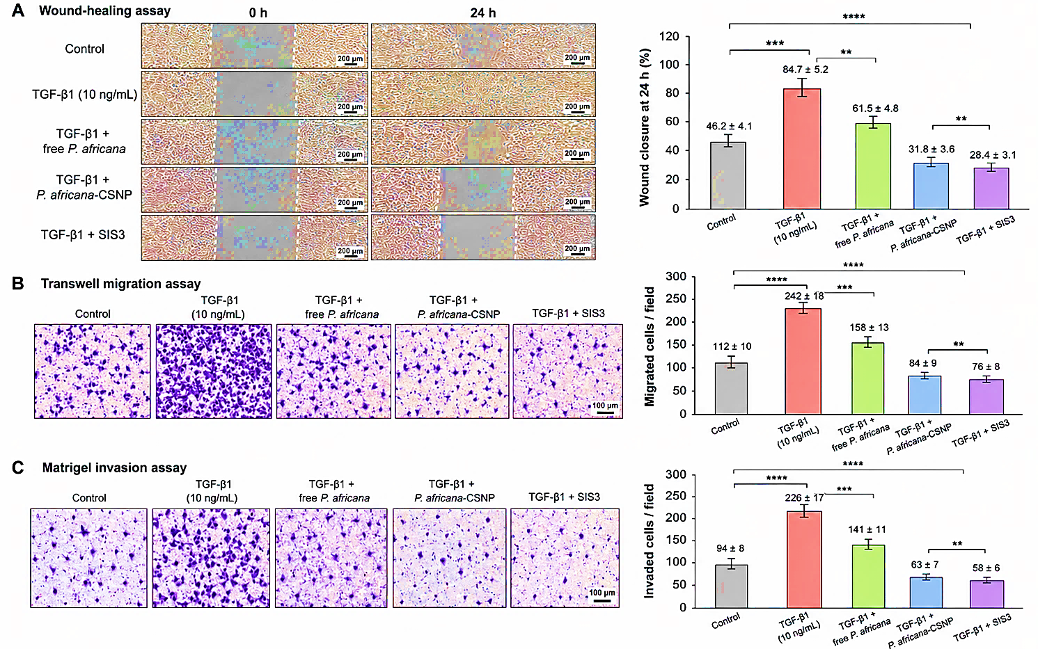 Figure 3: Prunus africana-loaded chitosan nanoparticles suppress TGF-β1-induced migration and invasion in LNCaP cells. (A) Representative wound-healing images at 0 h and 24 h, with quantification of wound closure. (B) Representative transwell migration images and migrated cell counts after 24 h. (C) Representative Matrigel invasion images and invaded cell count after 48 h. TGF-β1 increased LNCaP cell migration and invasion, whereas free P. africana extract partially reduced these effects. P. africana-loaded chitosan nanoparticles showed stronger antimigratory and anti-invasive activity, comparable to SIS3. Data are presented as mean ± SD; n = 3. Values are statistically significant at ** p < 0.01, *** p < 0.001 vs. control (one-way ANOVA followed by Tukey’s post hoc test).
