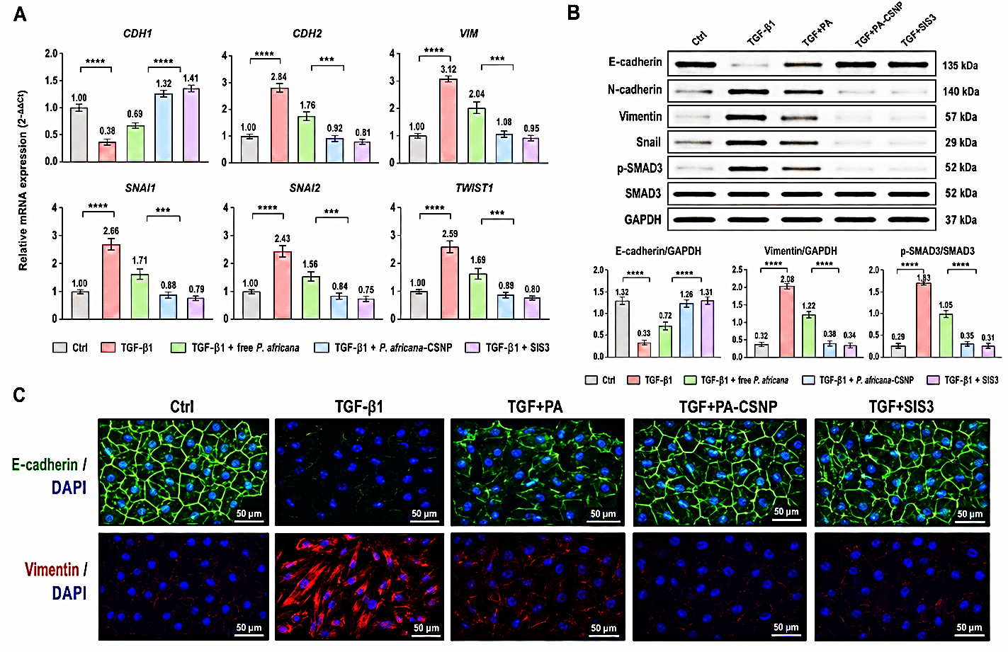 Figure 4: P. africana-loaded chitosan nanoparticles reverse TGF-β1-induced EMT marker dysregulation in LNCaP cells. (A) qRT-PCR analysis showing relative mRNA expression of CDH1, CDH2, VIM, SNAI1, SNAI2, and TWIST1 following treatment with TGF-β1, free P. africana extract, P. africana-loaded chitosan nanoparticles, or SIS3. (B) Western blot analysis and densitometric quantification of E-cadherin, N-cadherin, vimentin, Snail, p-SMAD3, SMAD3, and GAPDH. (C) Representative immunofluorescence images showing E-cadherin/DAPI and vimentin/DAPI staining across treatment groups. TGF-β1 induced EMT, whereas P. africana-loaded chitosan nanoparticles restored epithelial marker expression and suppressed mesenchymal marker expression, with effects comparable to SIS3. Data are presented as mean ± SD; n = 3. Values are statistically significant at *** p < 0.001 vs. control (one-way ANOVA followed by Tukey’s post hoc test).